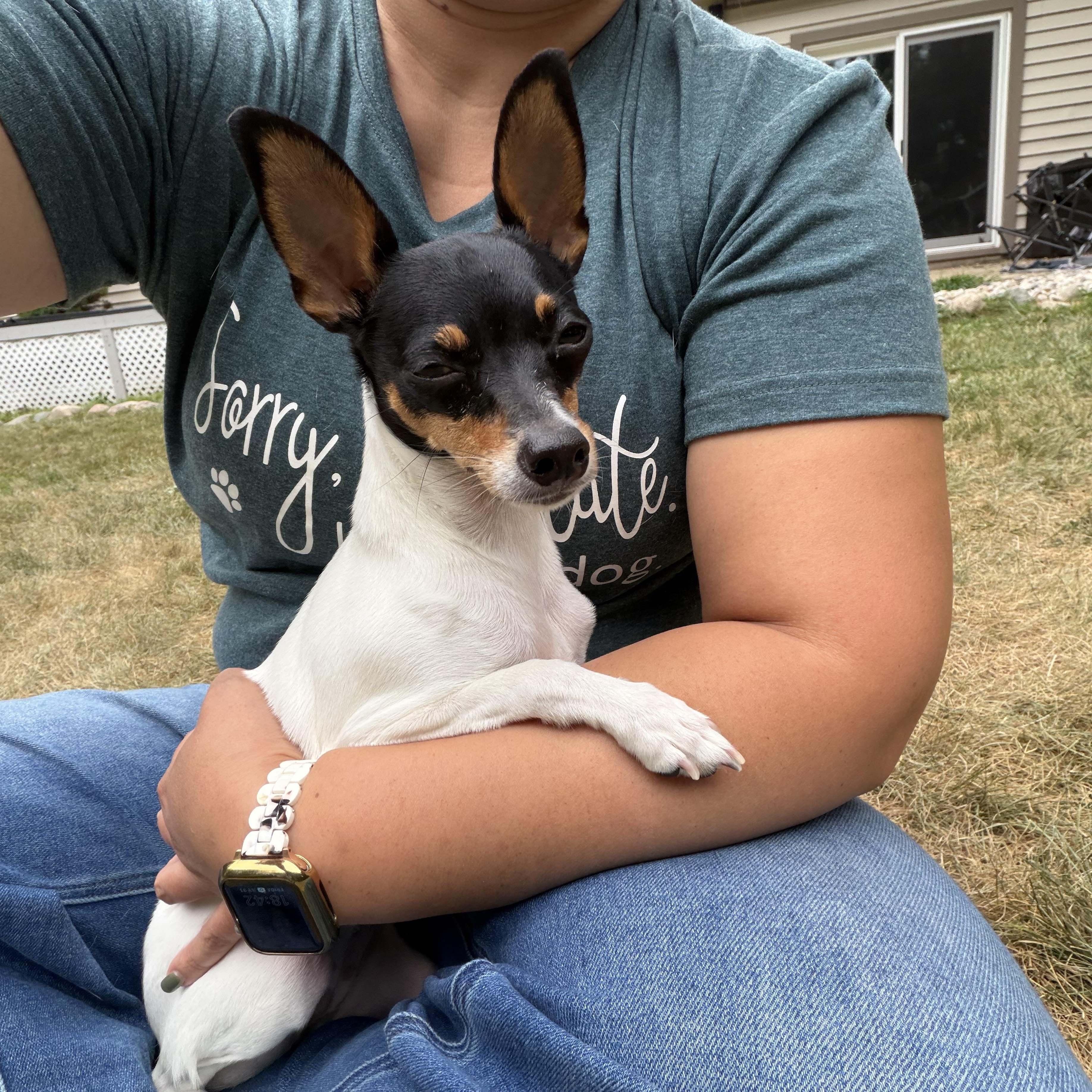 SPECIAL NEEDS - Cricket, an adoptable Toy Fox Terrier in Grosse Pointe Park, MI image 5/6