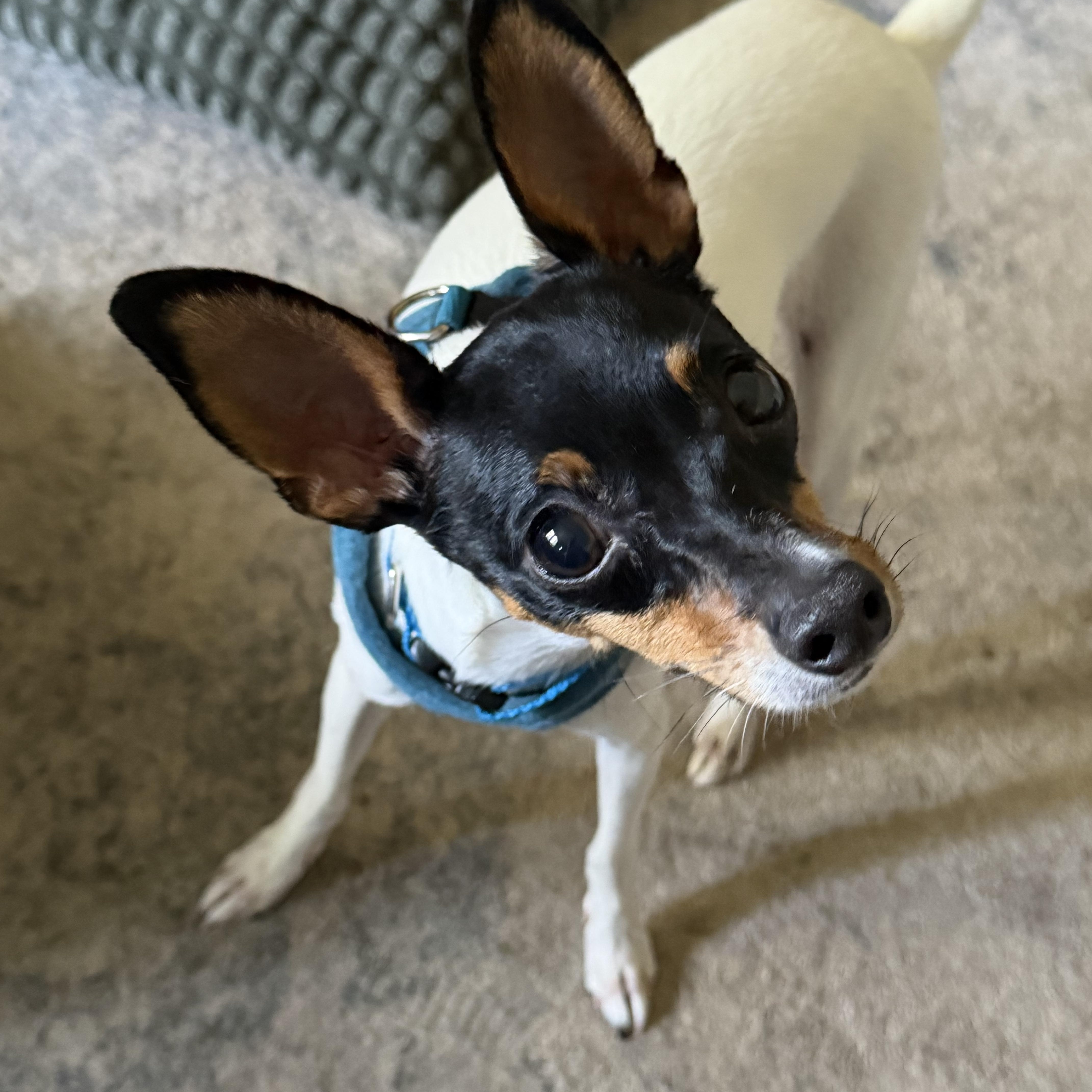 SPECIAL NEEDS - Cricket, an adoptable Toy Fox Terrier in Grosse Pointe Park, MI image 1/6