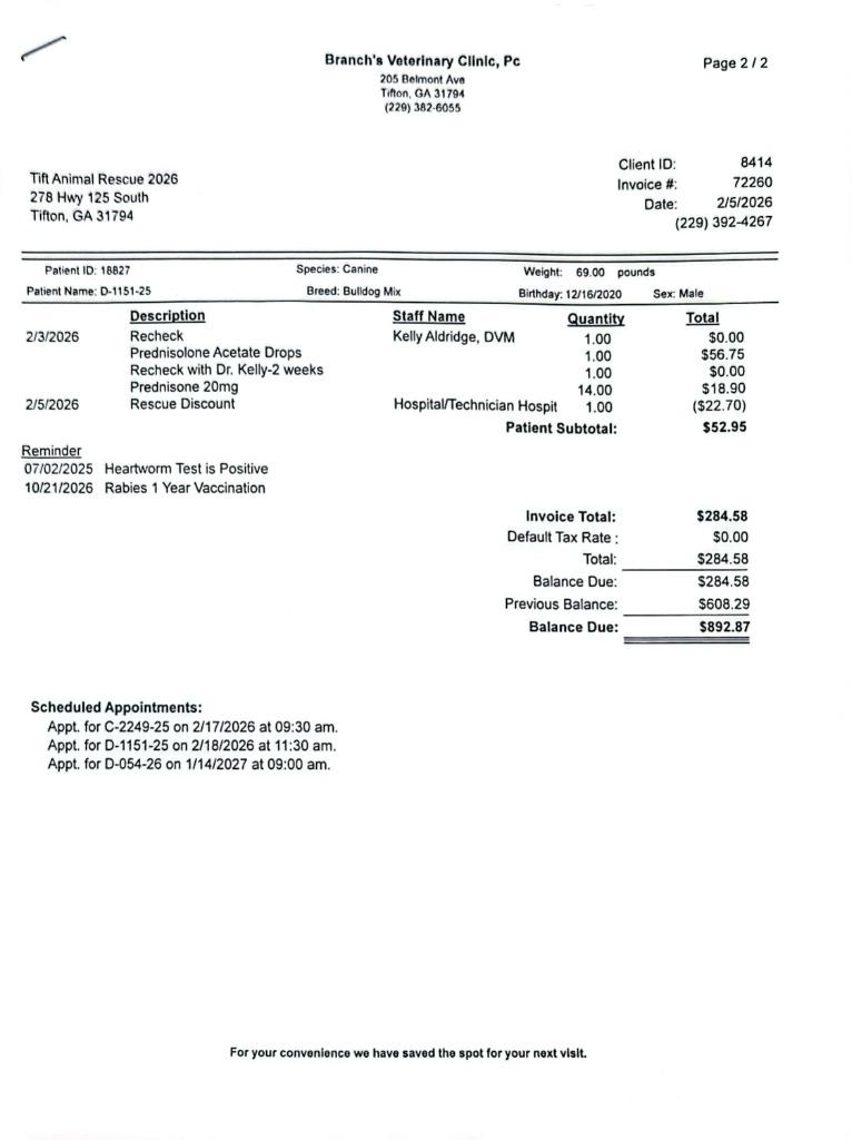 Enlarge D1151-25 Morris, a Adoptable mixed breed in Tifton, GA image 1/3