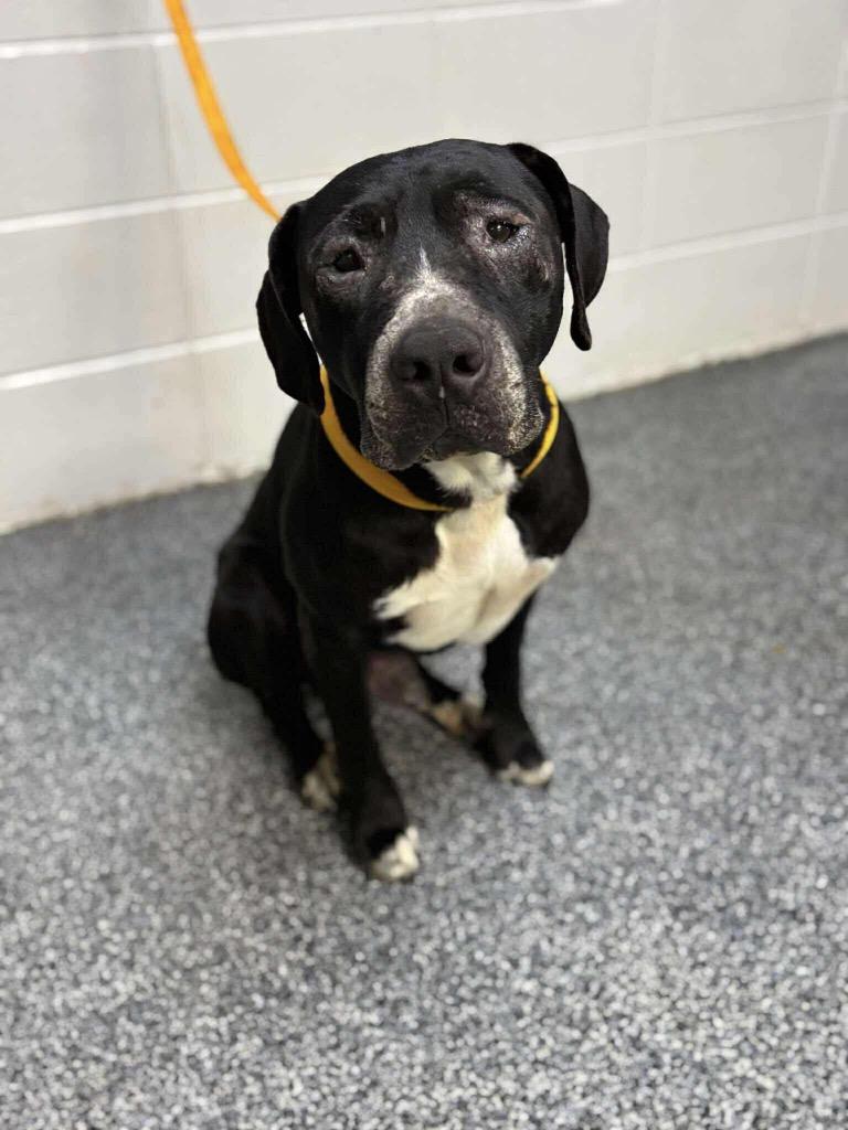 Enlarge D1151-25 Morris, a Adoptable mixed breed in Tifton, GA image 2/3