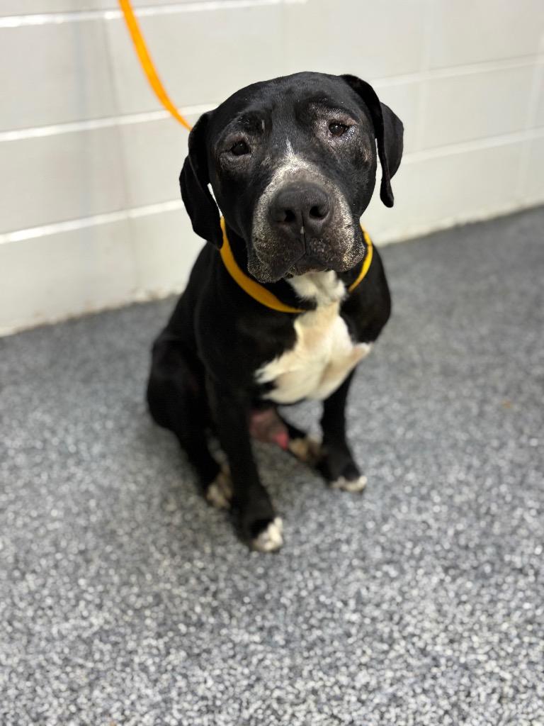 Enlarge D1151-25 Morris, a Adoptable mixed breed in Tifton, GA image 3/3