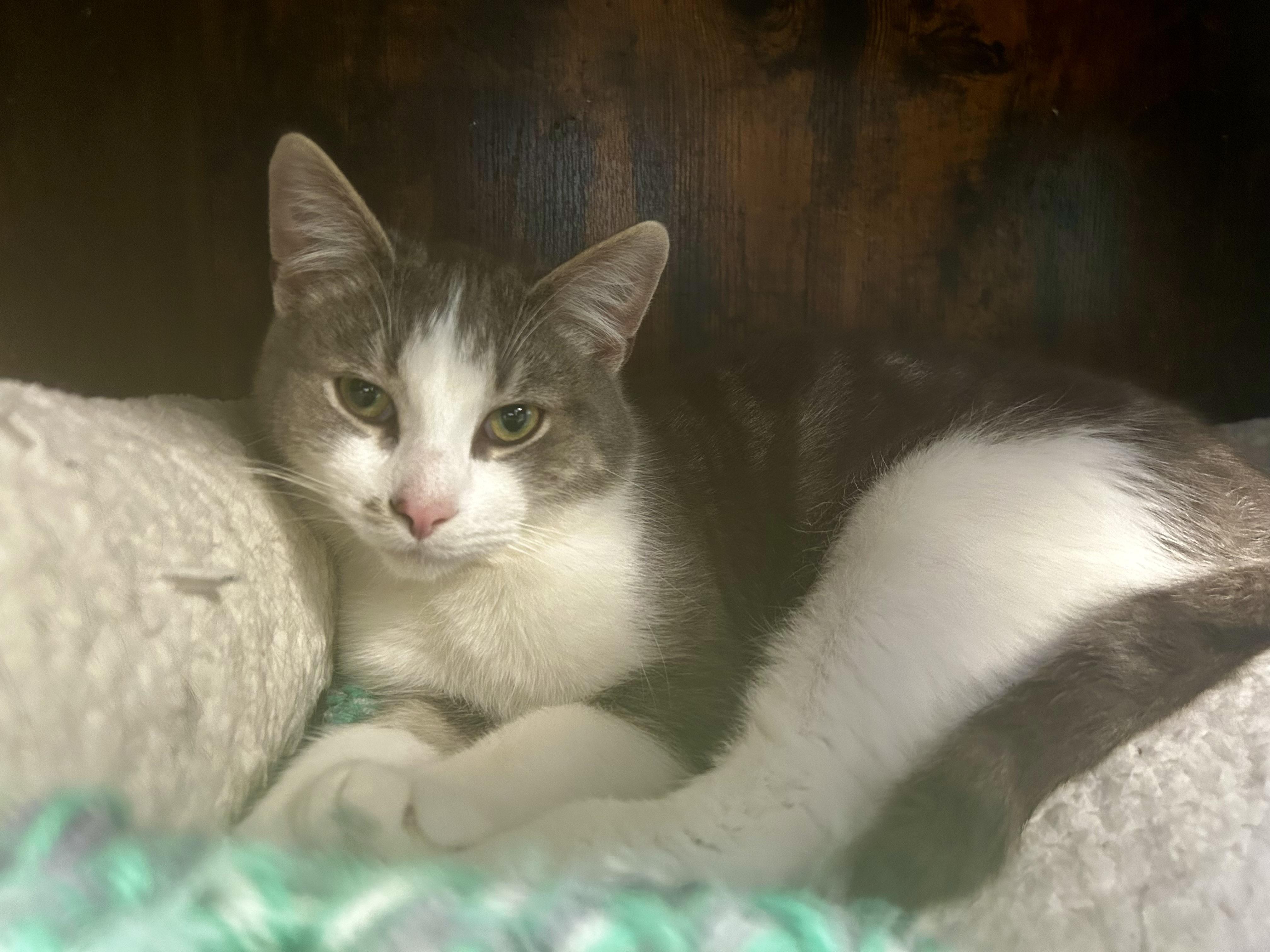 Enlarge Catapult -ADOPTION PENDING!, a ADOPTABLE Domestic Short Hair in Grand Rapids, MI image 4/6