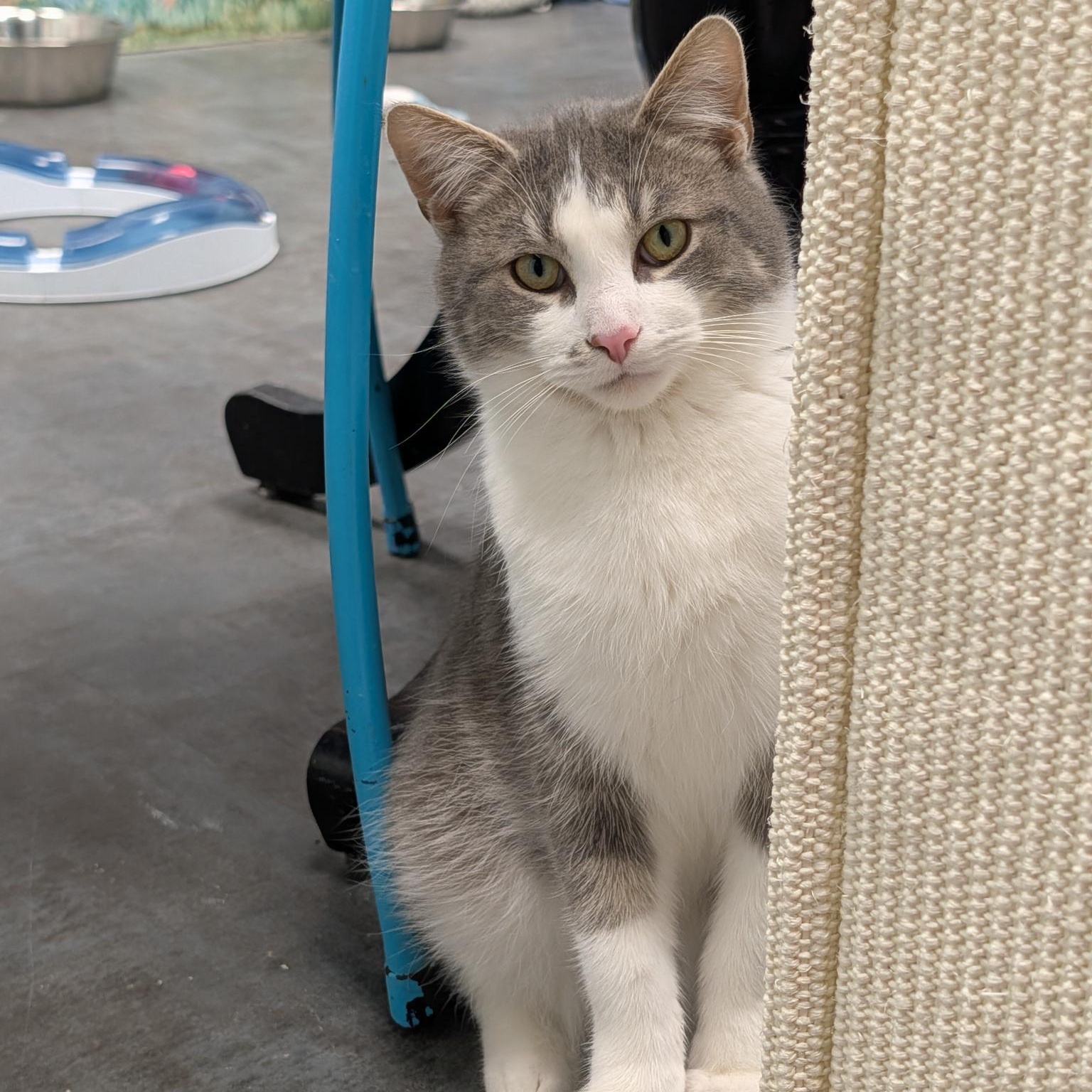 Enlarge Catapult -ADOPTION PENDING!, a ADOPTABLE Domestic Short Hair in Grand Rapids, MI image 5/6