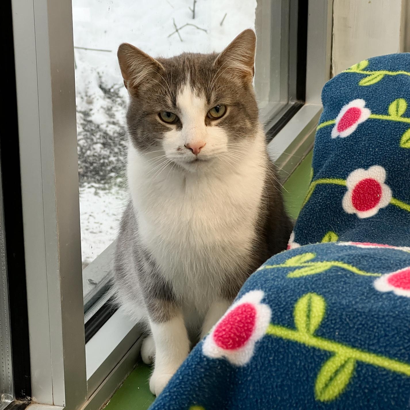 Catapult -ADOPTION PENDING!, ADOPTABLE, Adult Male Domestic Short Hair.