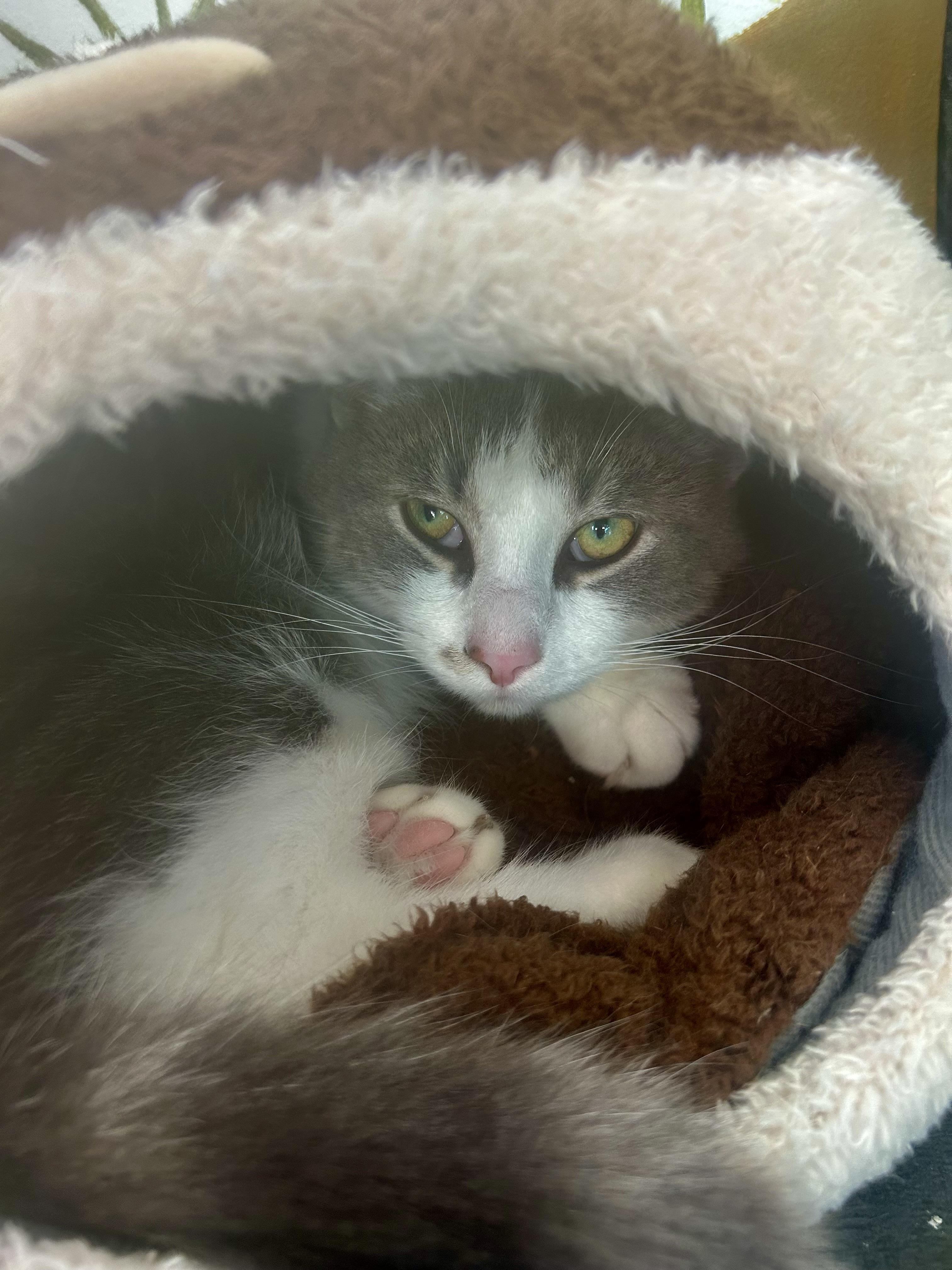 Enlarge Catapult -ADOPTION PENDING!, a ADOPTABLE Domestic Short Hair in Grand Rapids, MI image 6/6