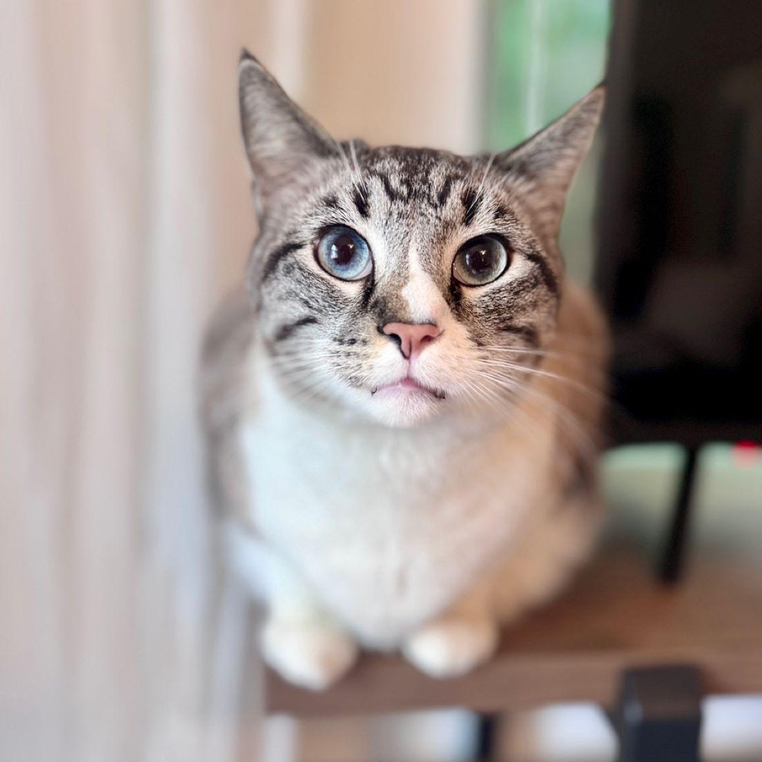 Enlarge Stromboli, a ADOPTABLE Siamese in Tulsa, OK image 4/6