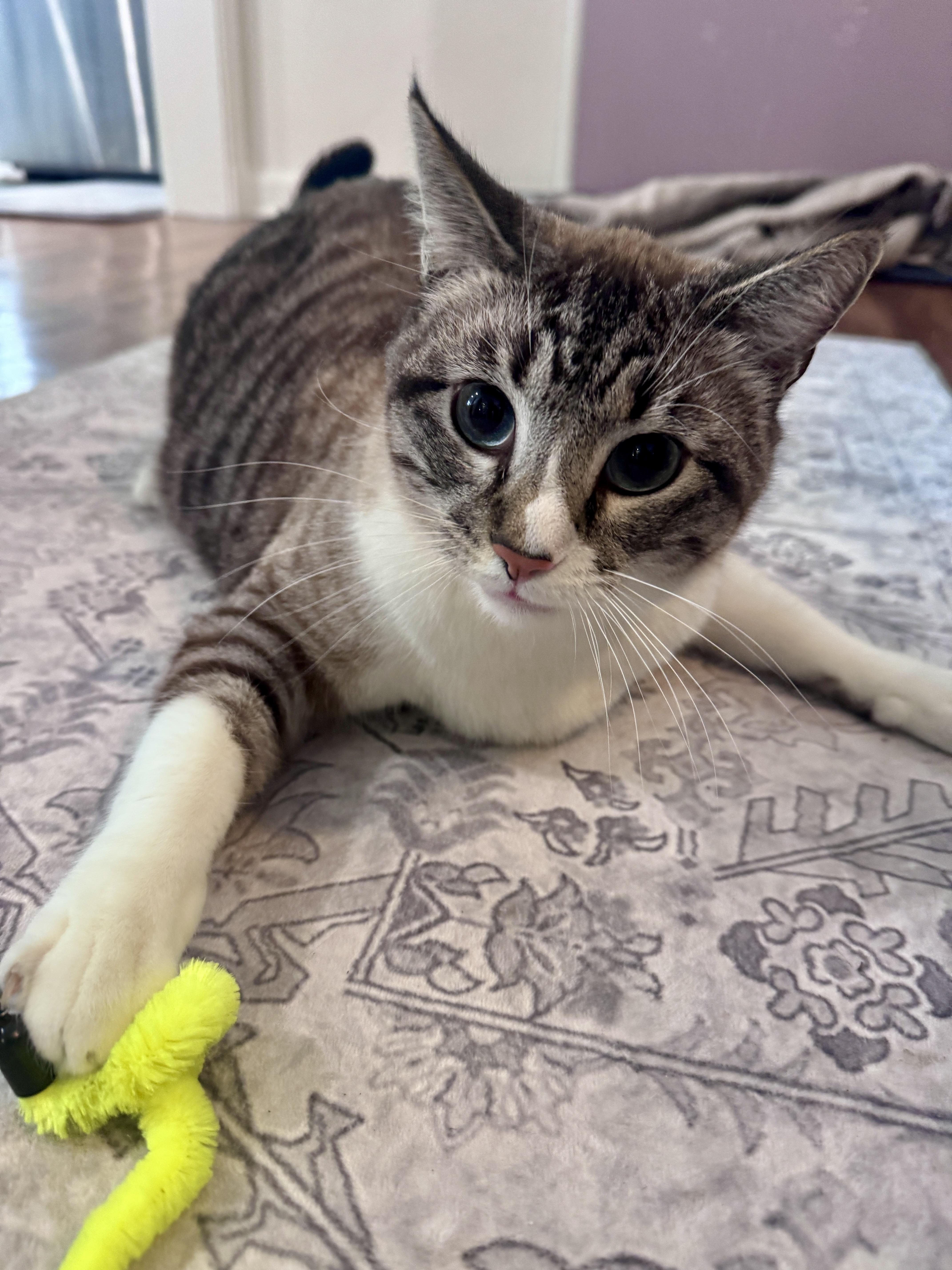 Stromboli, ADOPTABLE, Adult Male Siamese.