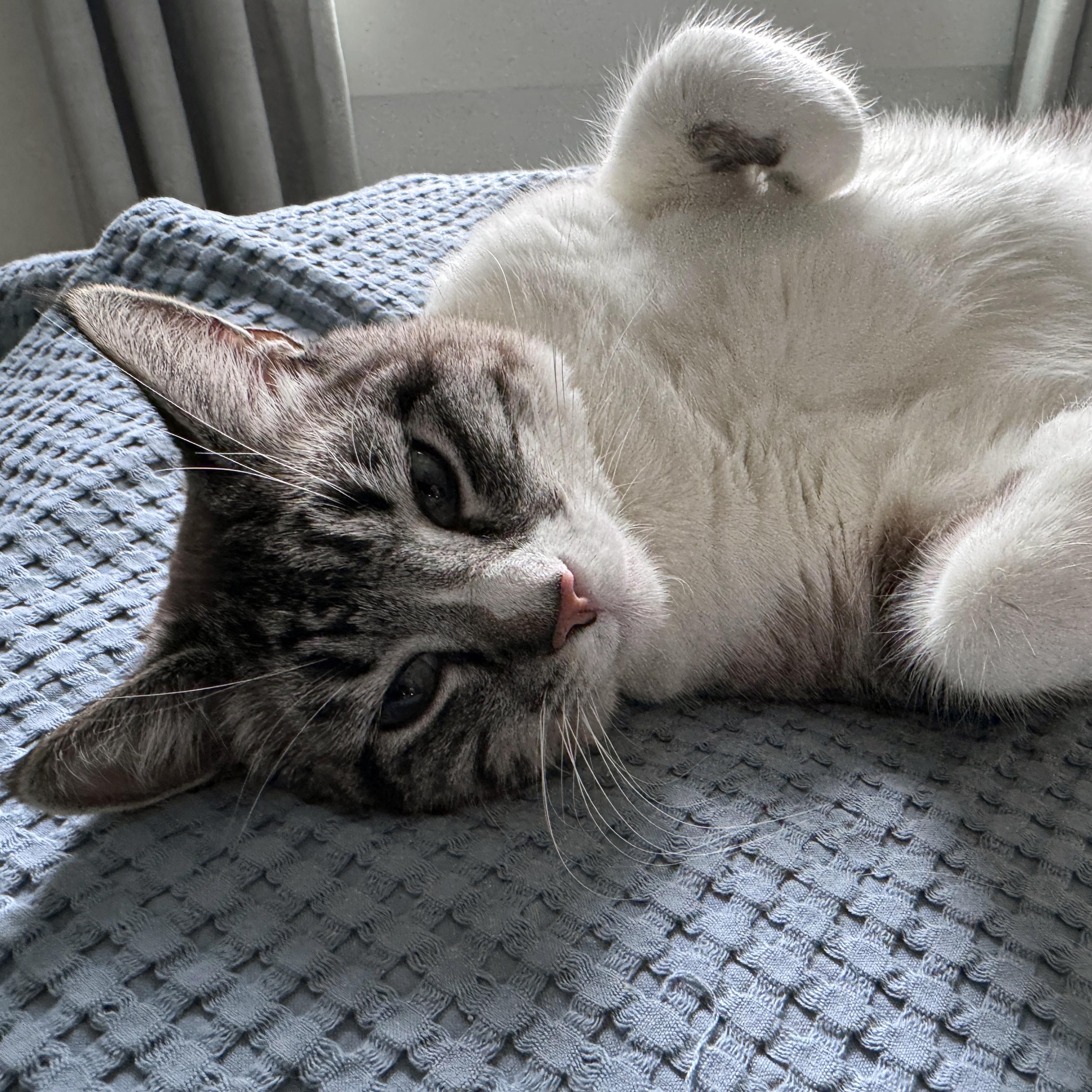 Enlarge Stromboli, a ADOPTABLE Siamese in Tulsa, OK image 6/6