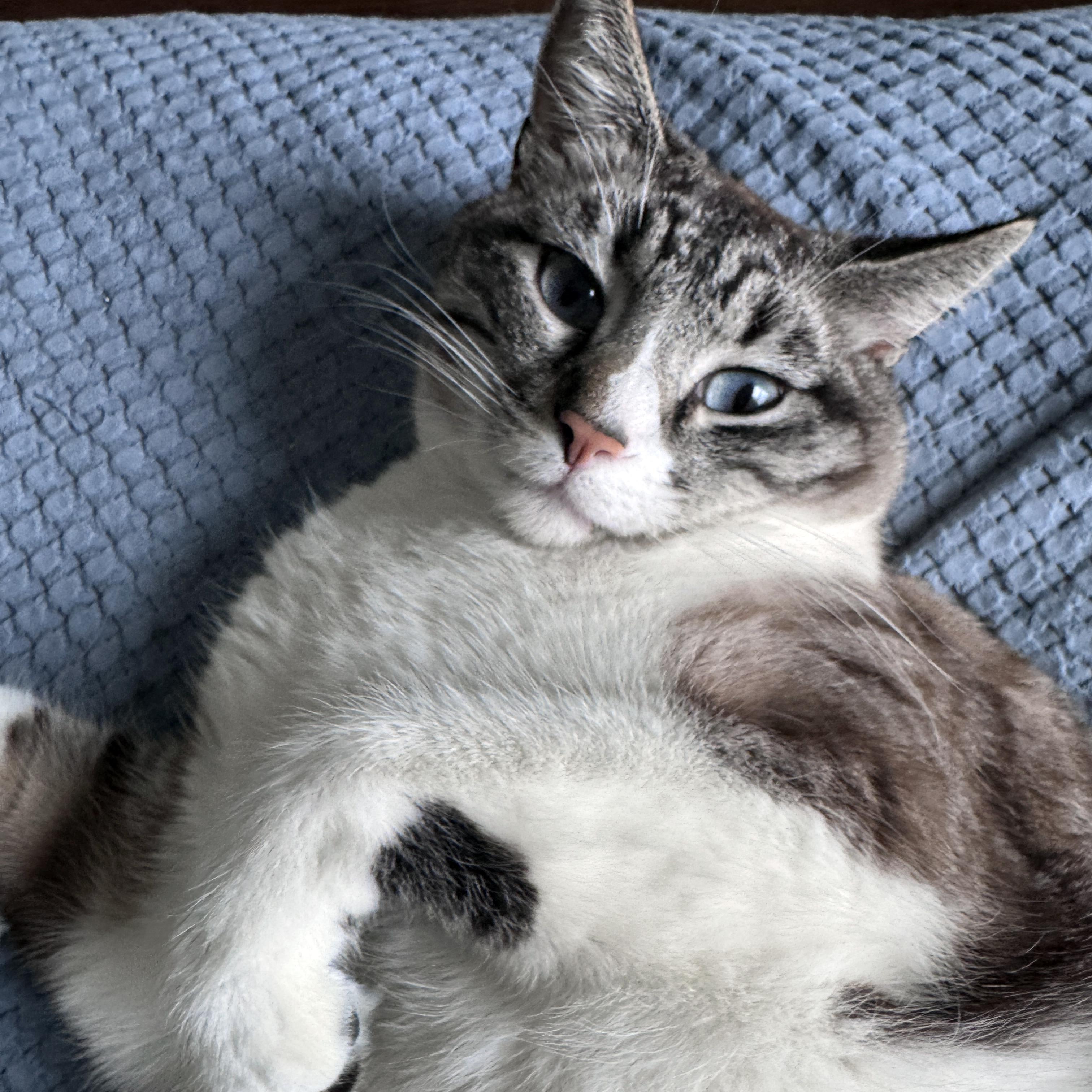 Enlarge Stromboli, a ADOPTABLE Siamese in Tulsa, OK image 5/6