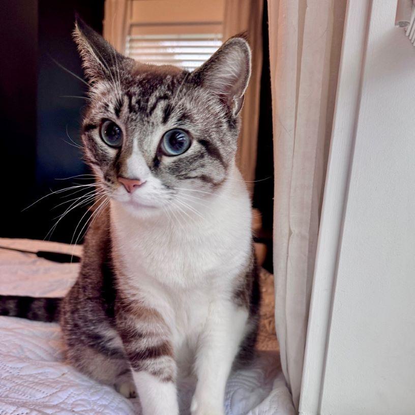 Enlarge Stromboli, a ADOPTABLE Siamese in Tulsa, OK image 2/6