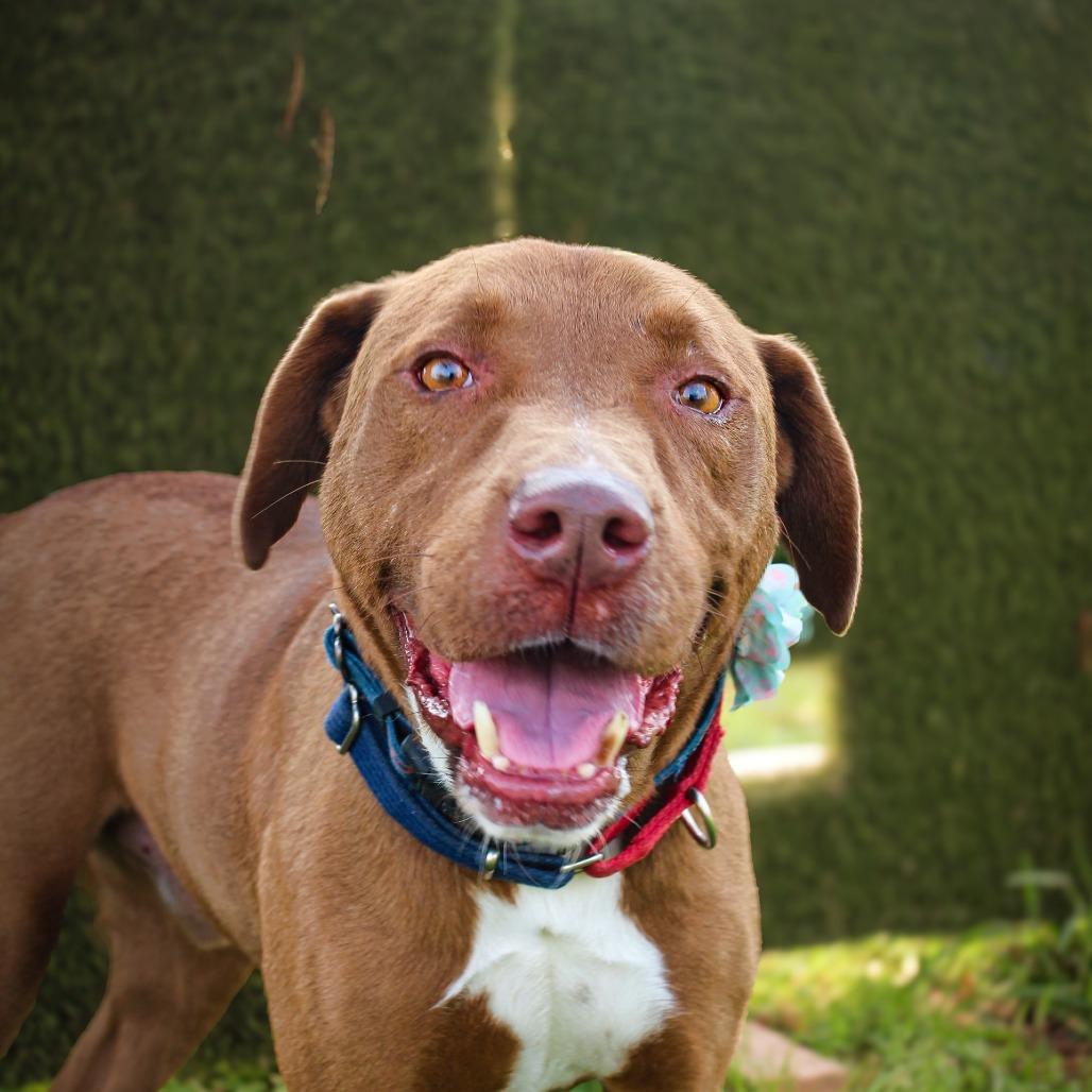 Jimbo, Adoptable, Adult Male Mixed Breed.