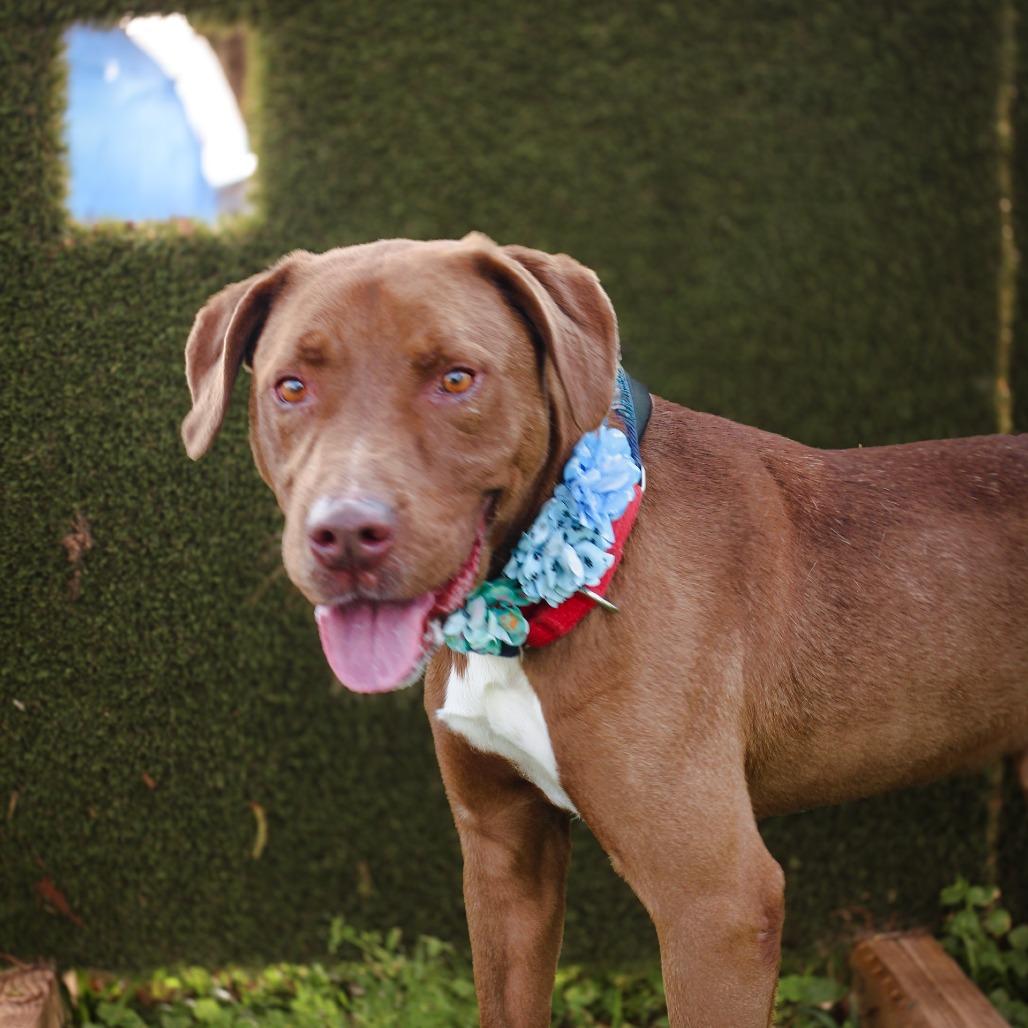 Jimbo, a Adoptable Mixed Breed in Lake Jackson, TX image 2/5