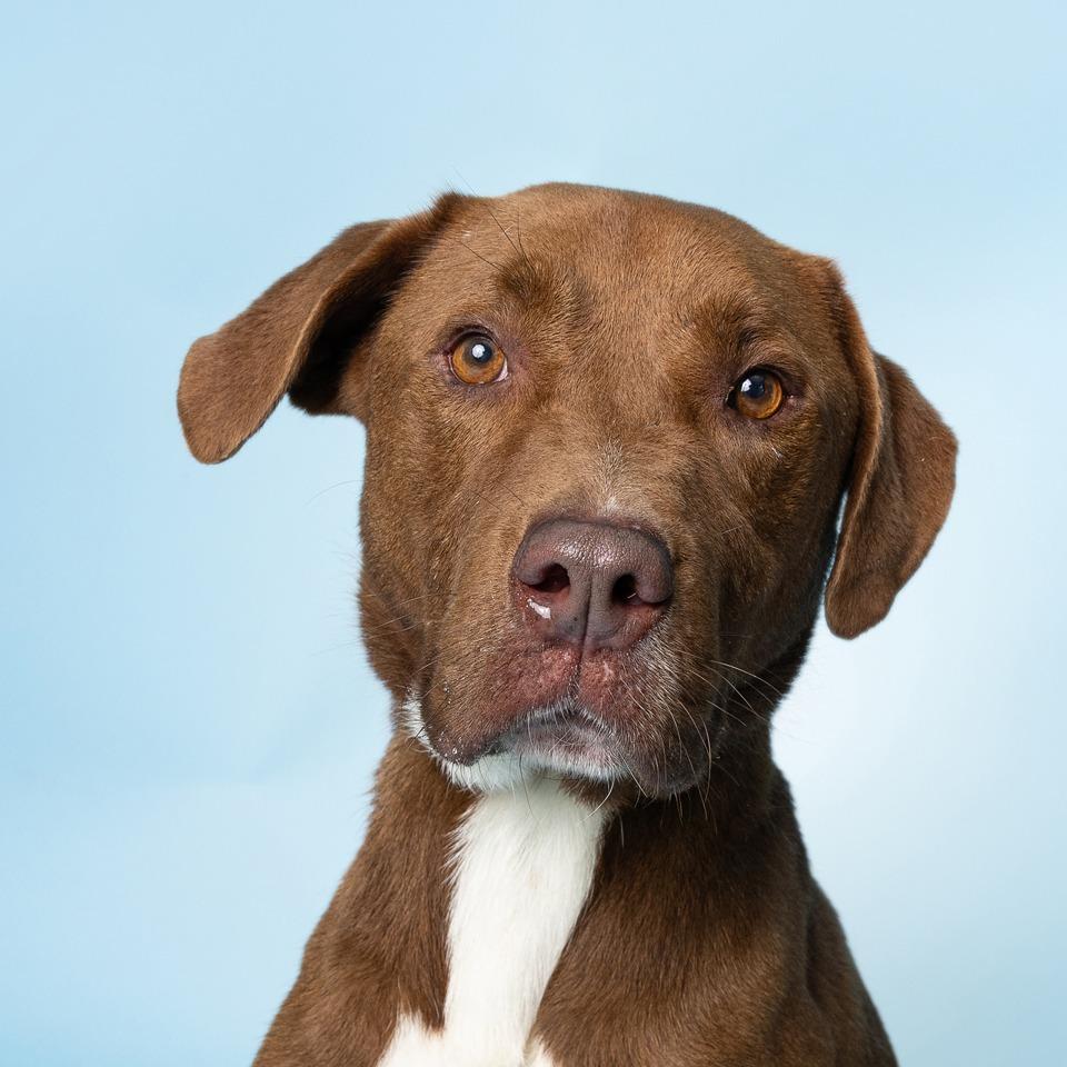 Jimbo, a Adoptable Mixed Breed in Lake Jackson, TX image 3/5