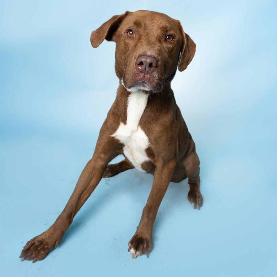 Jimbo, a Adoptable Mixed Breed in Lake Jackson, TX image 4/5