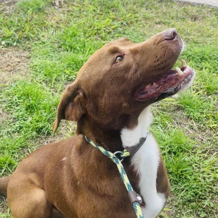 Jimbo, a Adoptable Mixed Breed in Lake Jackson, TX image 5/5