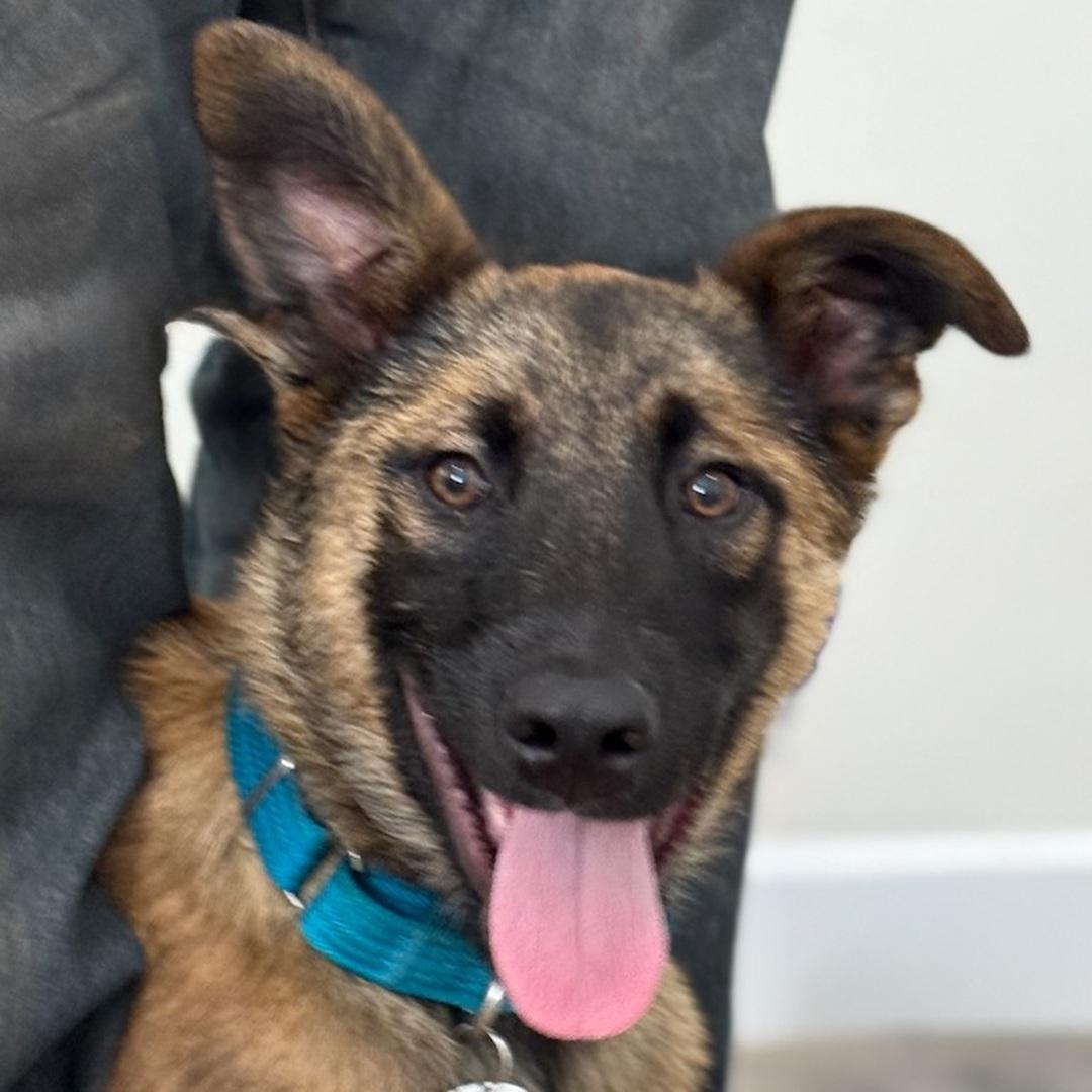 Enlarge HUNTER, a Adopted mixed breed in Bakersfield, CA image 1/2