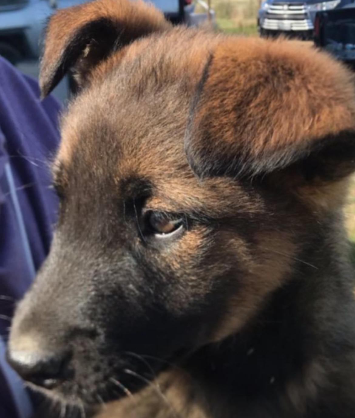 Enlarge HUNTER, a Adopted mixed breed in Bakersfield, CA image 2/2