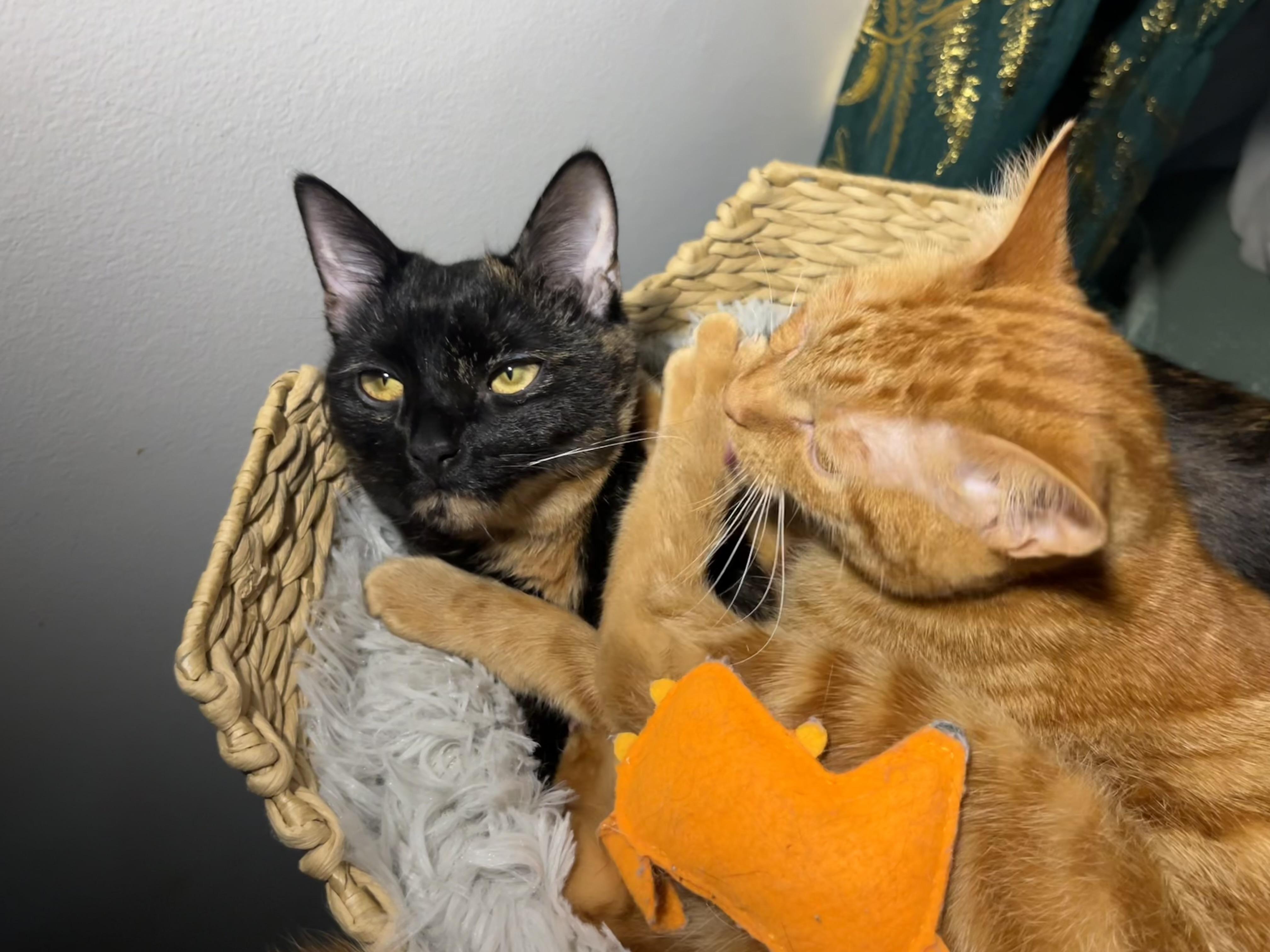 Enlarge Wampus (bonded with Nessie), a Adoptable Domestic Short Hair in Fort Oglethorpe, GA image 6/6