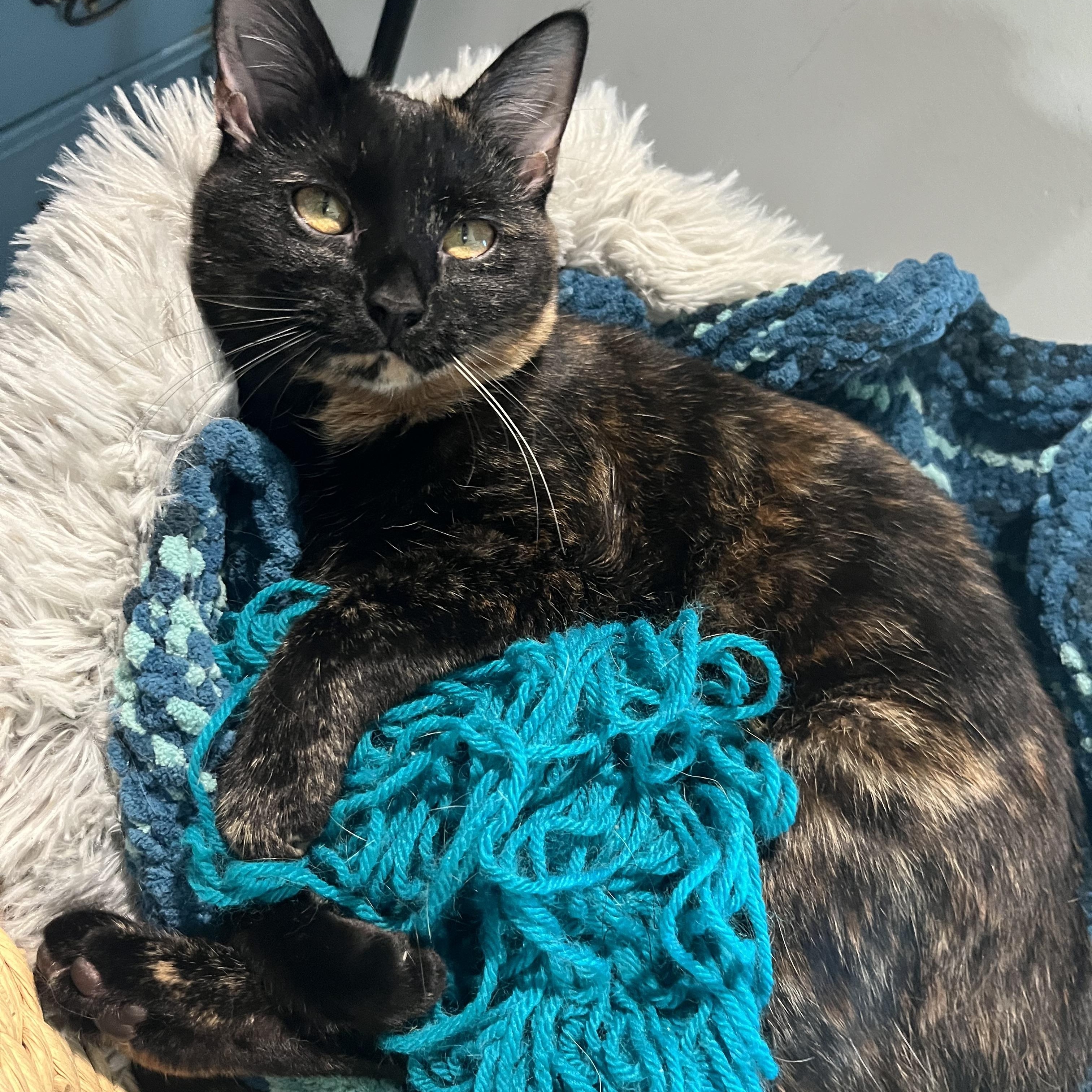 Enlarge Wampus (bonded with Nessie), a Adoptable Domestic Short Hair in Fort Oglethorpe, GA image 1/6