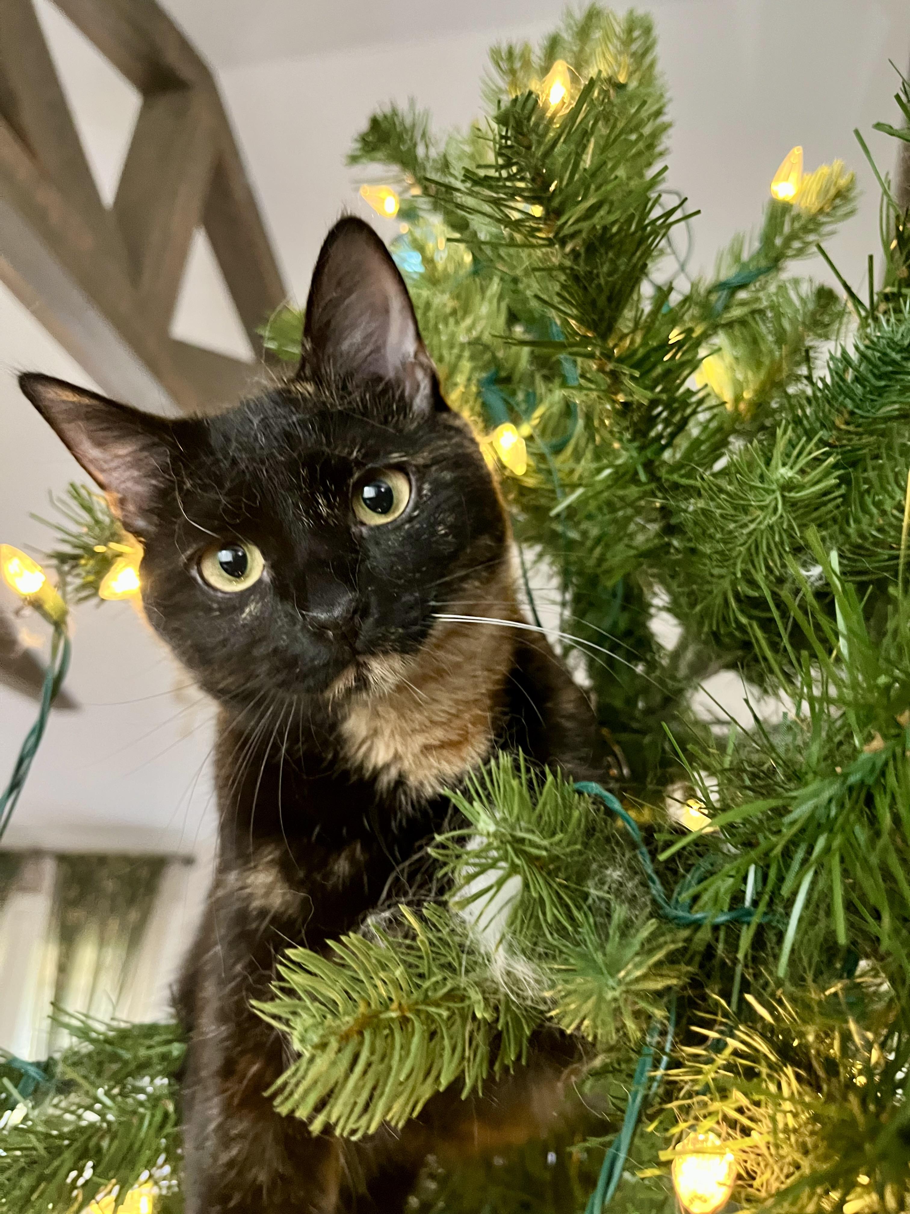 Enlarge Wampus (bonded with Nessie), a Adoptable Domestic Short Hair in Fort Oglethorpe, GA image 5/6