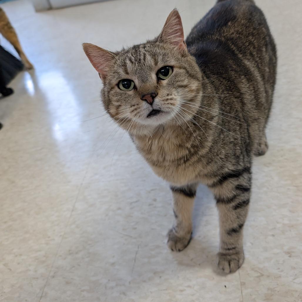 Athena, Adoptable, Senior Female Domestic Short Hair.