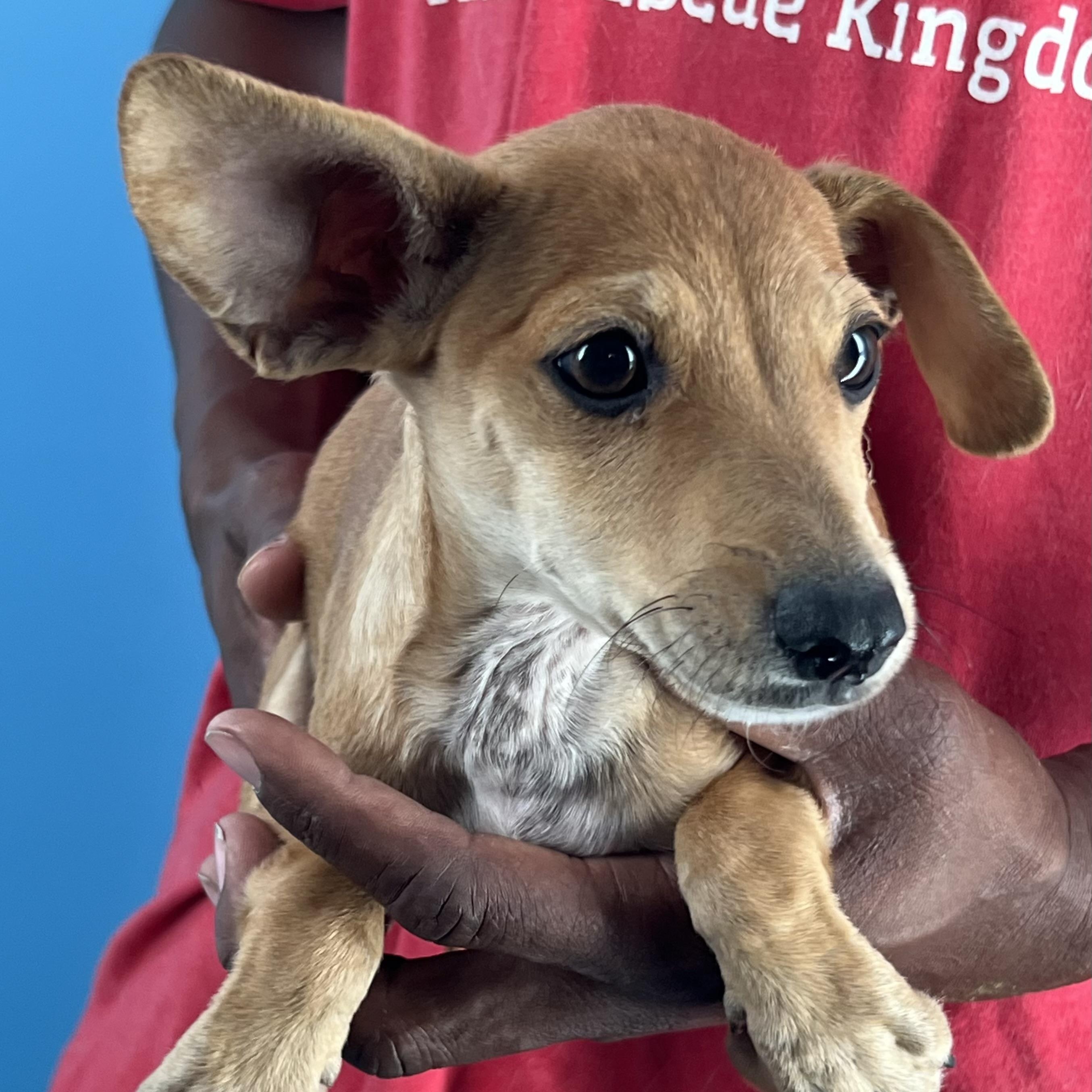 Allie  Local Oct thumbnail 3