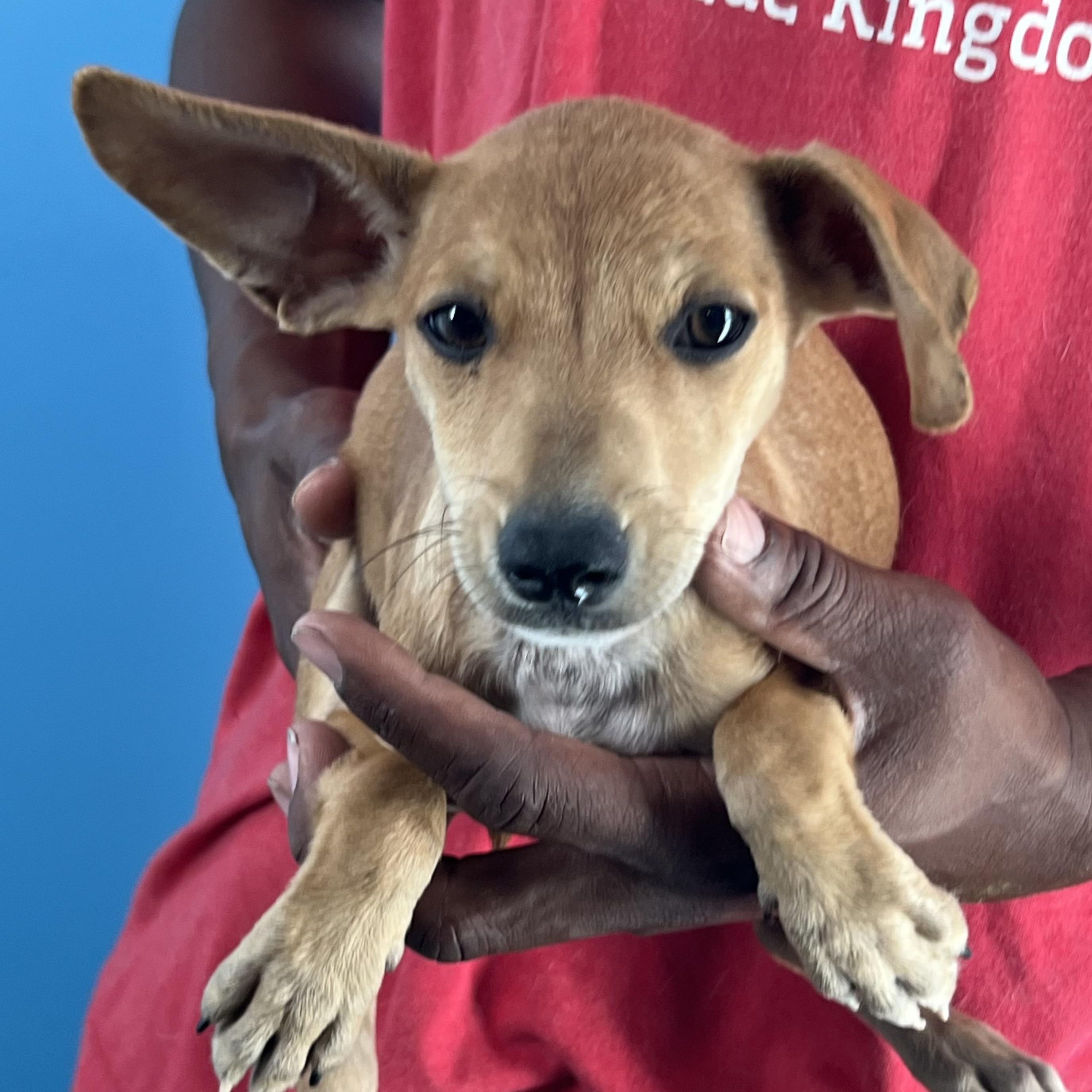 Allie  Local Oct thumbnail 5