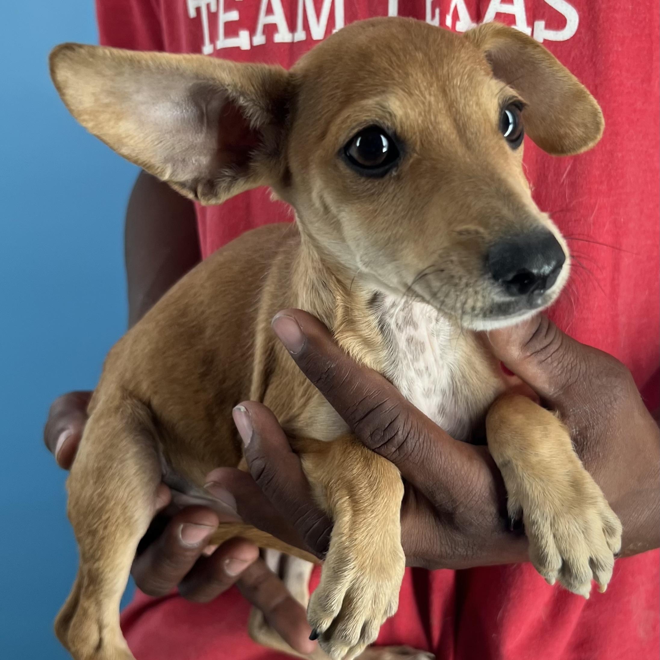 Allie  Local Oct thumbnail 2