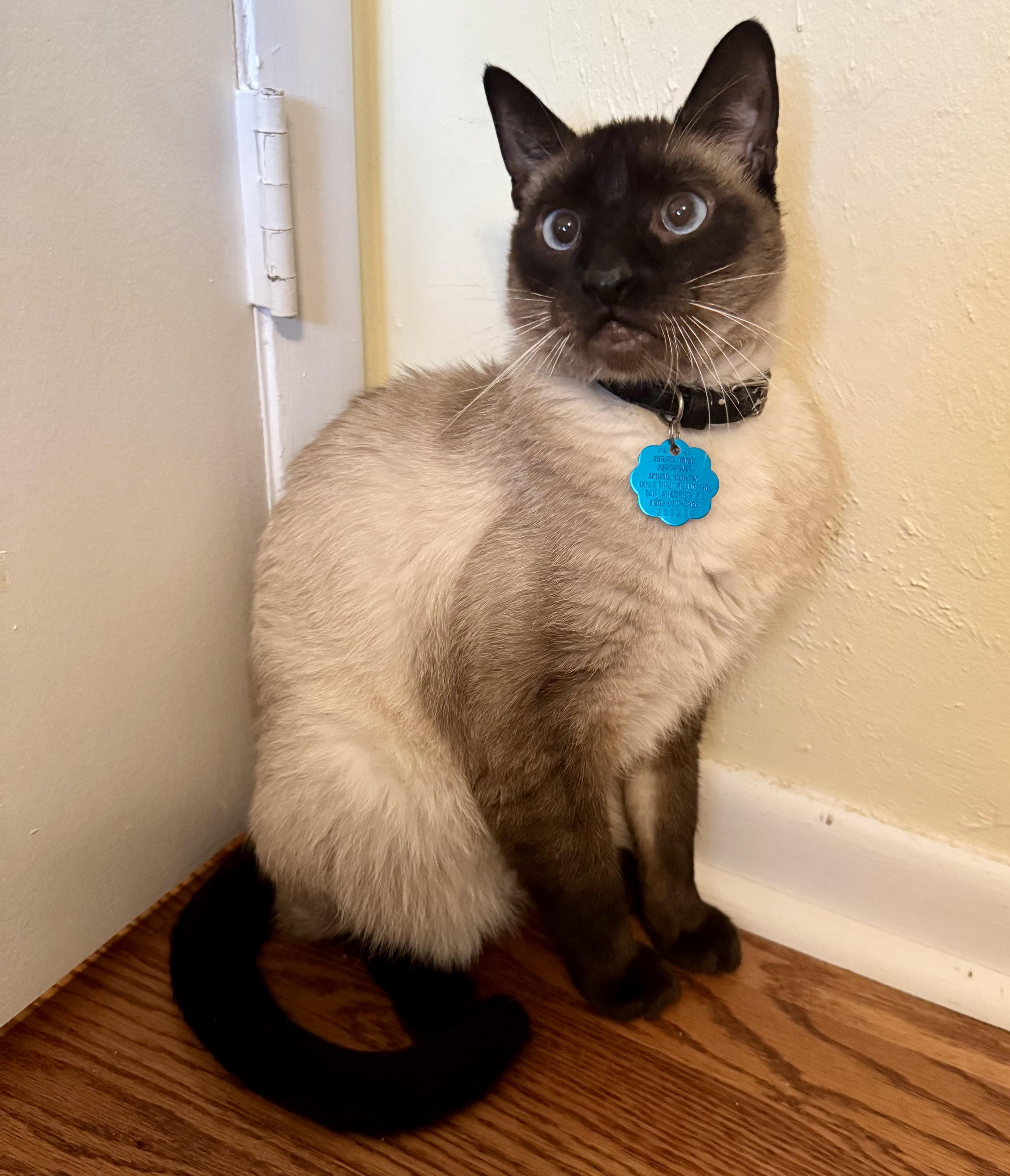 Samurai, a Adopted Siamese in Tallahassee, FL image 3/6