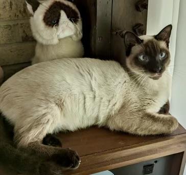 Samurai, a Adopted Siamese in Tallahassee, FL image 4/6