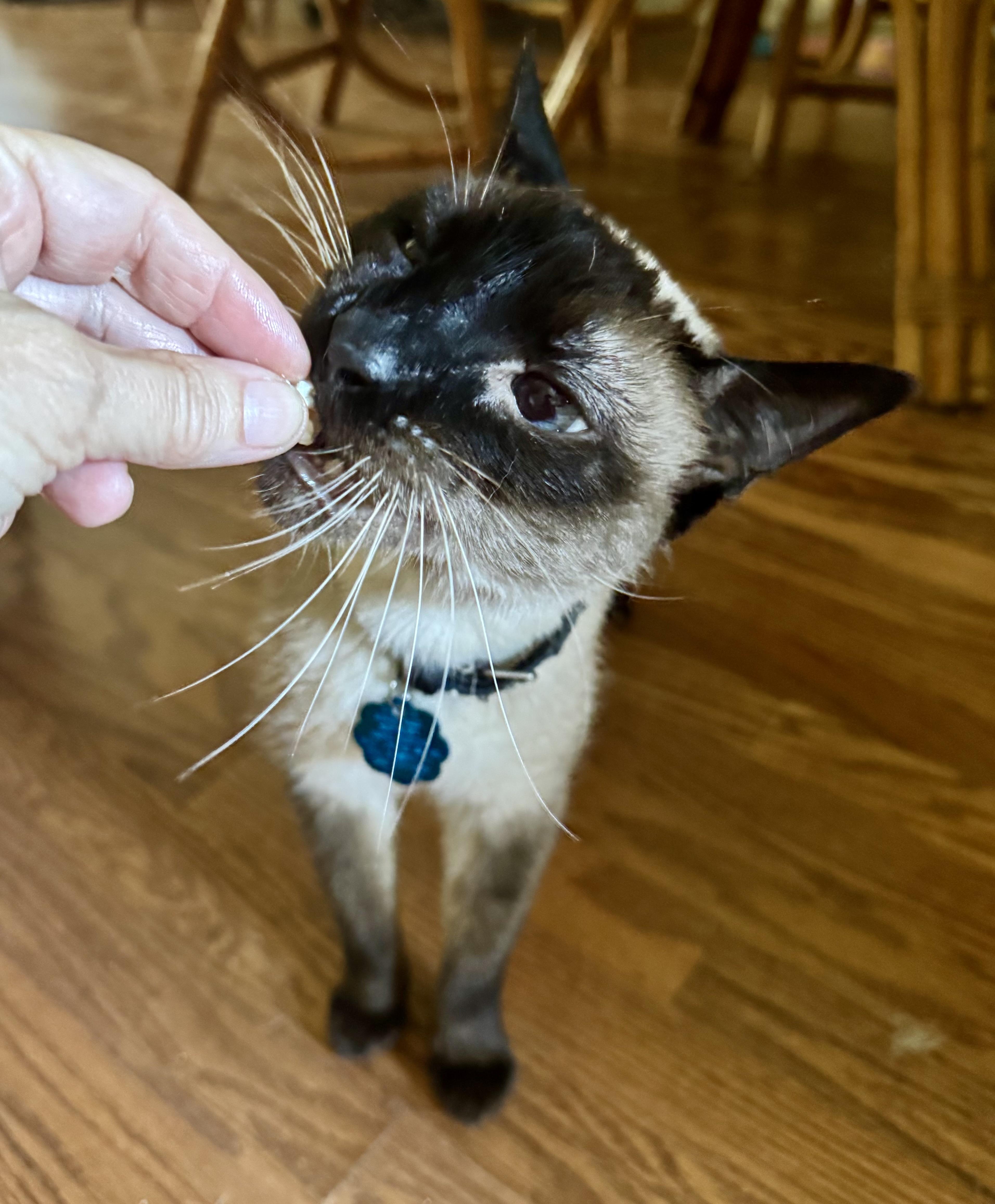 Samurai, a Adopted Siamese in Tallahassee, FL image 5/6