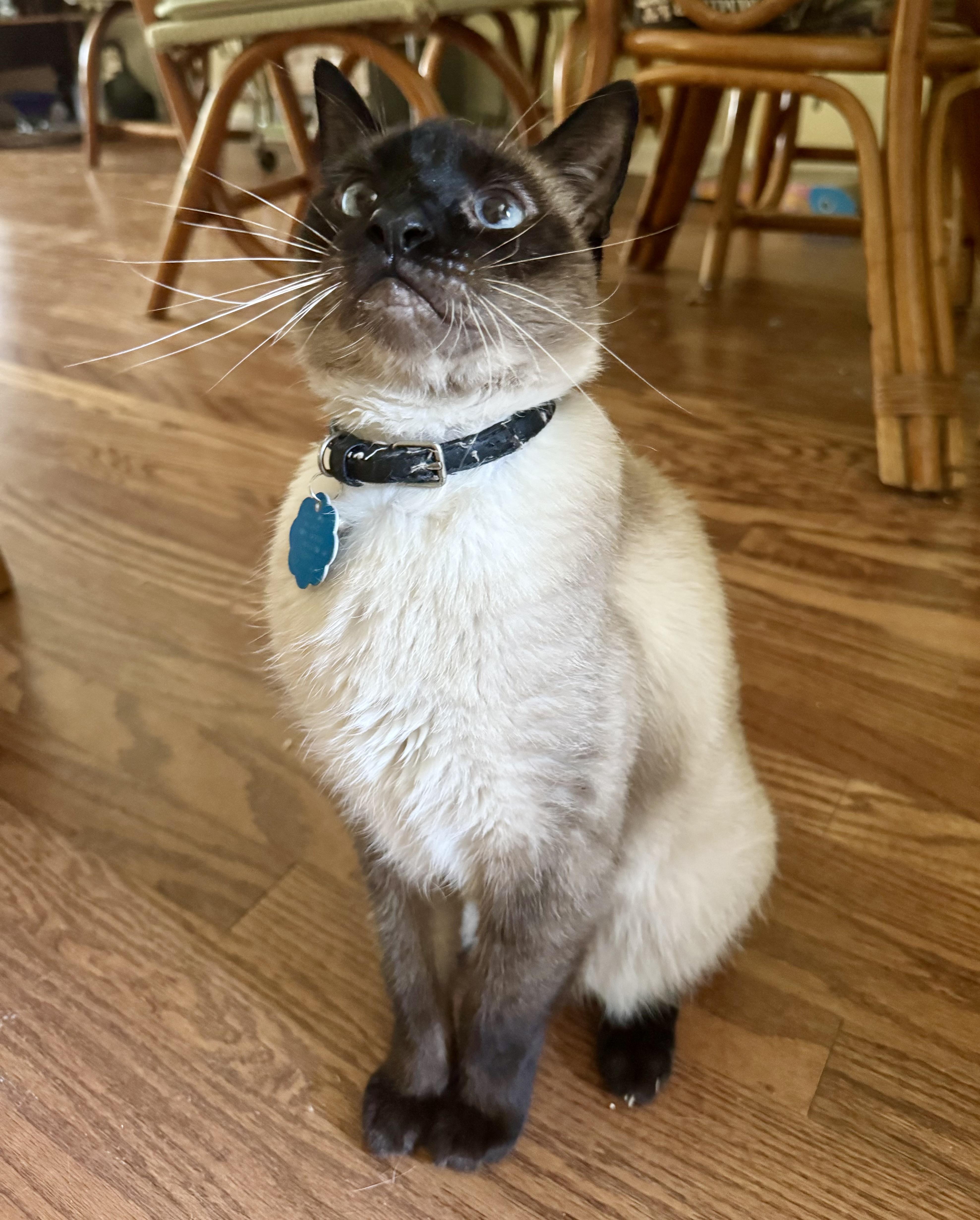 Samurai, a Adopted Siamese in Tallahassee, FL image 6/6