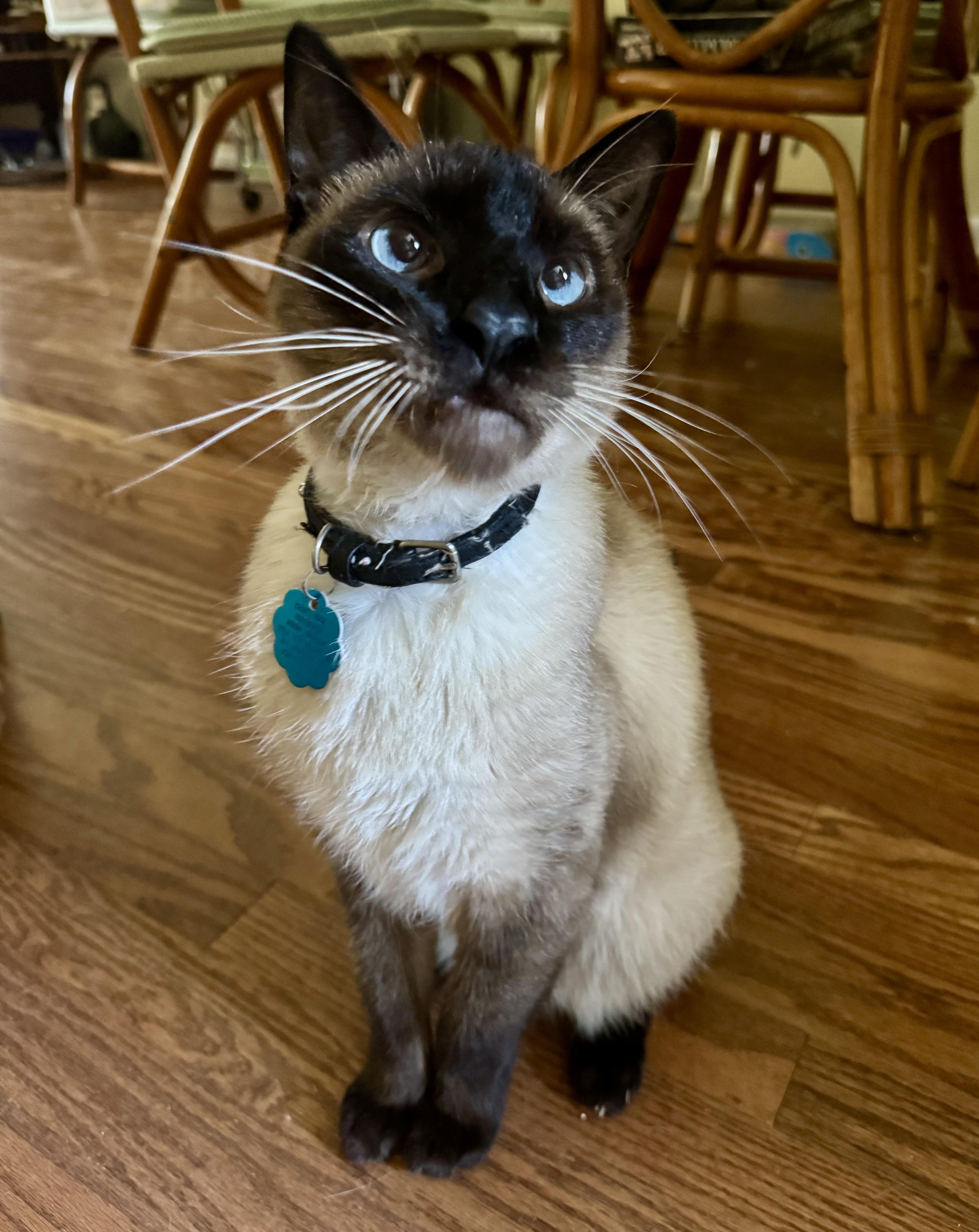 Samurai, a Adopted Siamese in Tallahassee, FL image 1/6