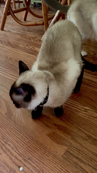 Enlarge Samurai, a Adopted Siamese in Tallahassee, FL video 2/6