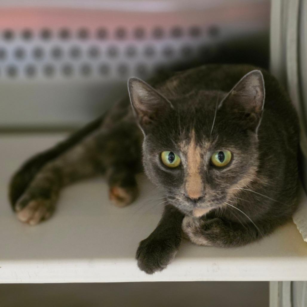 Sienna, Adoptable, Adult Female Domestic Short Hair.