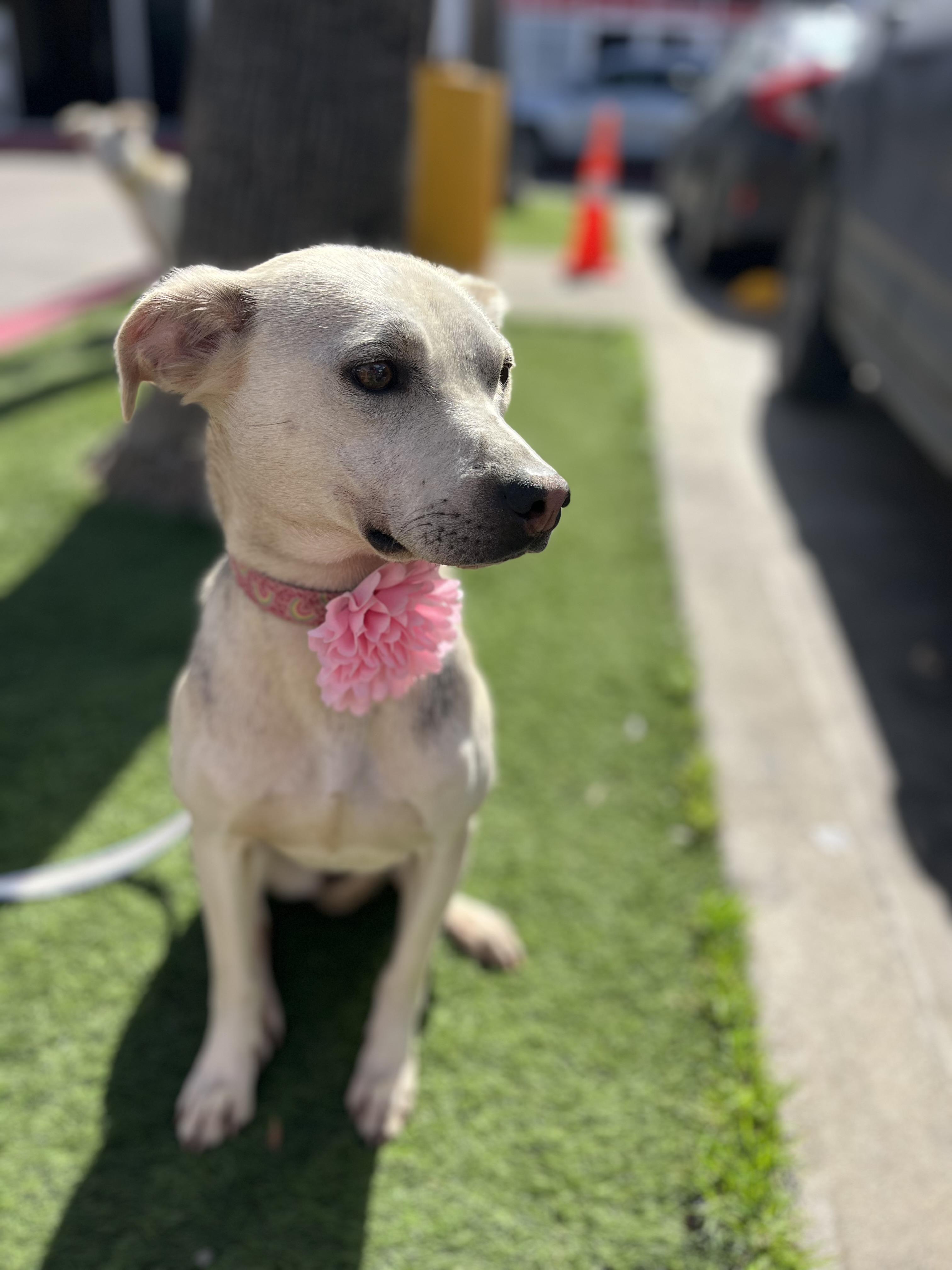 Enlarge Bonnie , a ADOPTABLE mixed breed in Poway, CA image 4/5