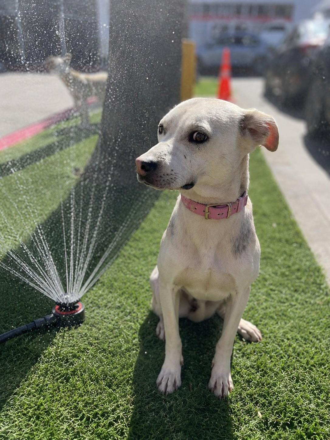Enlarge Bonnie , a ADOPTABLE mixed breed in Poway, CA image 3/3