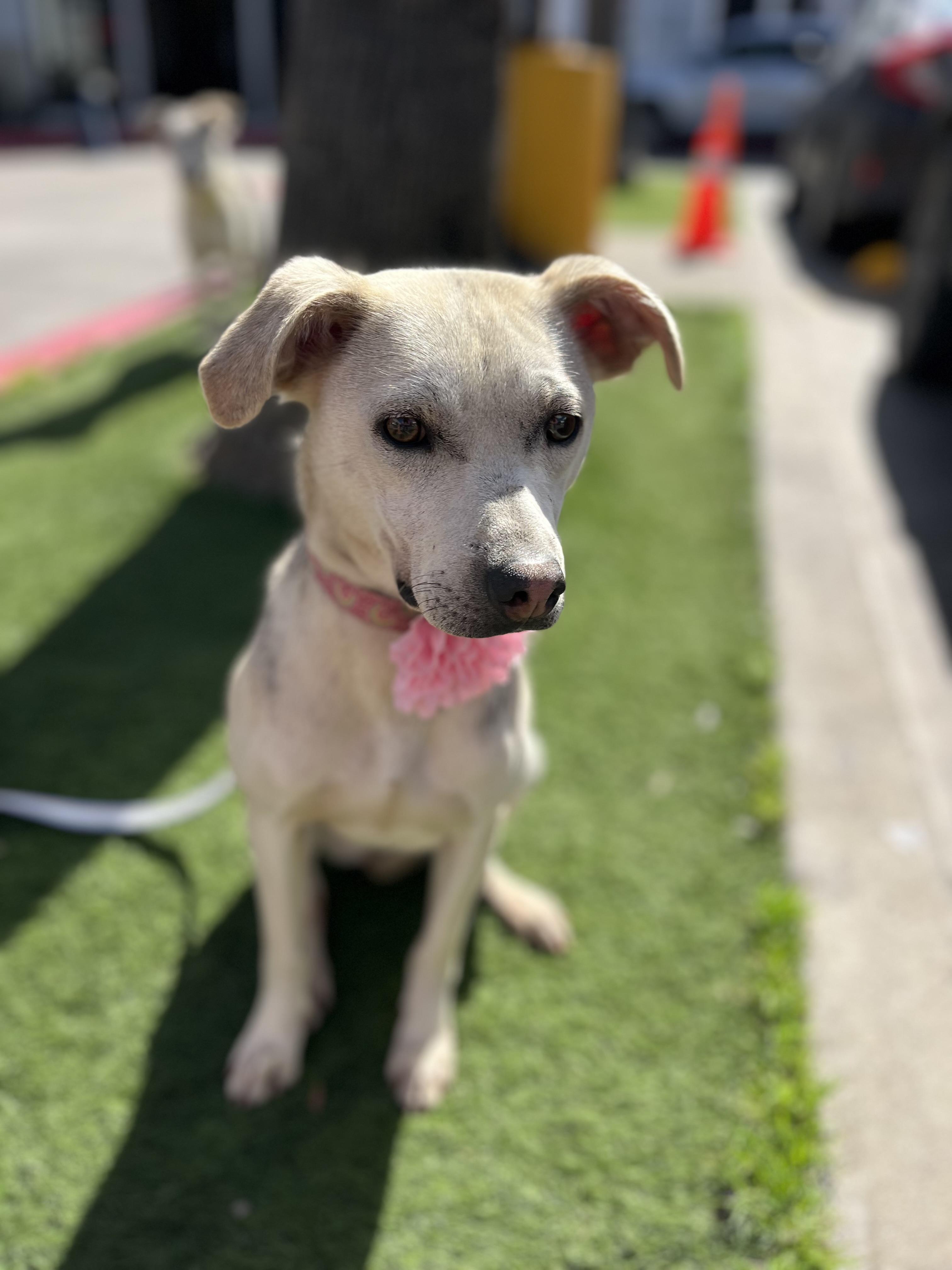 Enlarge Bonnie , a ADOPTABLE mixed breed in Poway, CA image 5/5
