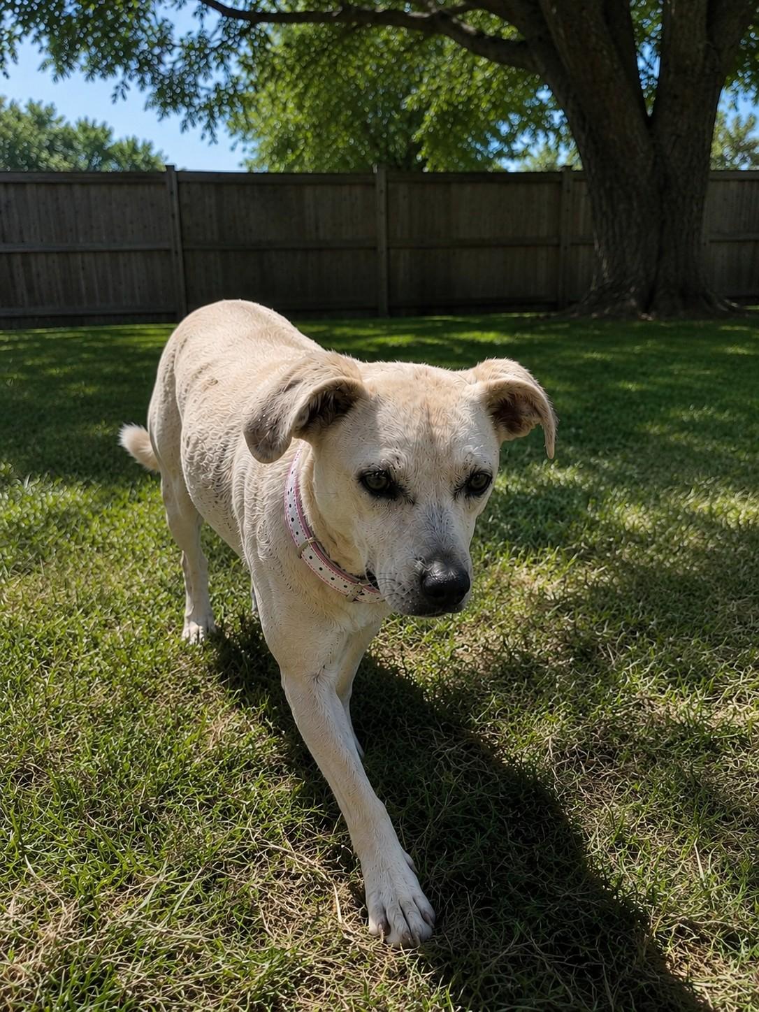 Bonnie , a ADOPTABLE mixed breed in Poway, CA image 3/3