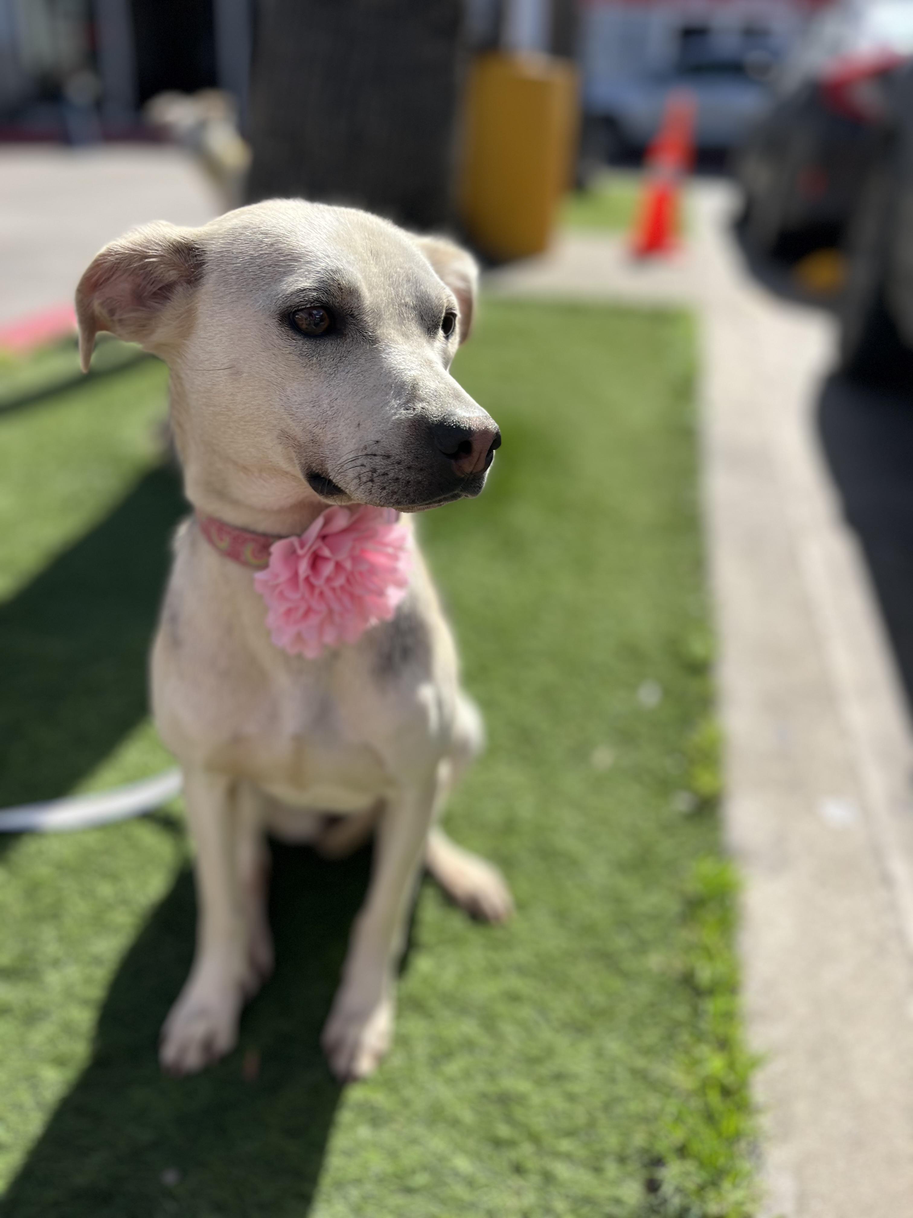 Bonnie , ADOPTABLE, Young Female Labrador Retriever & Anatolian Shepherd.