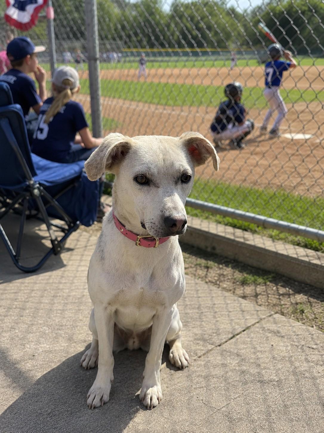 Bonnie , ADOPTABLE, Young Female Labrador Retriever & Anatolian Shepherd.