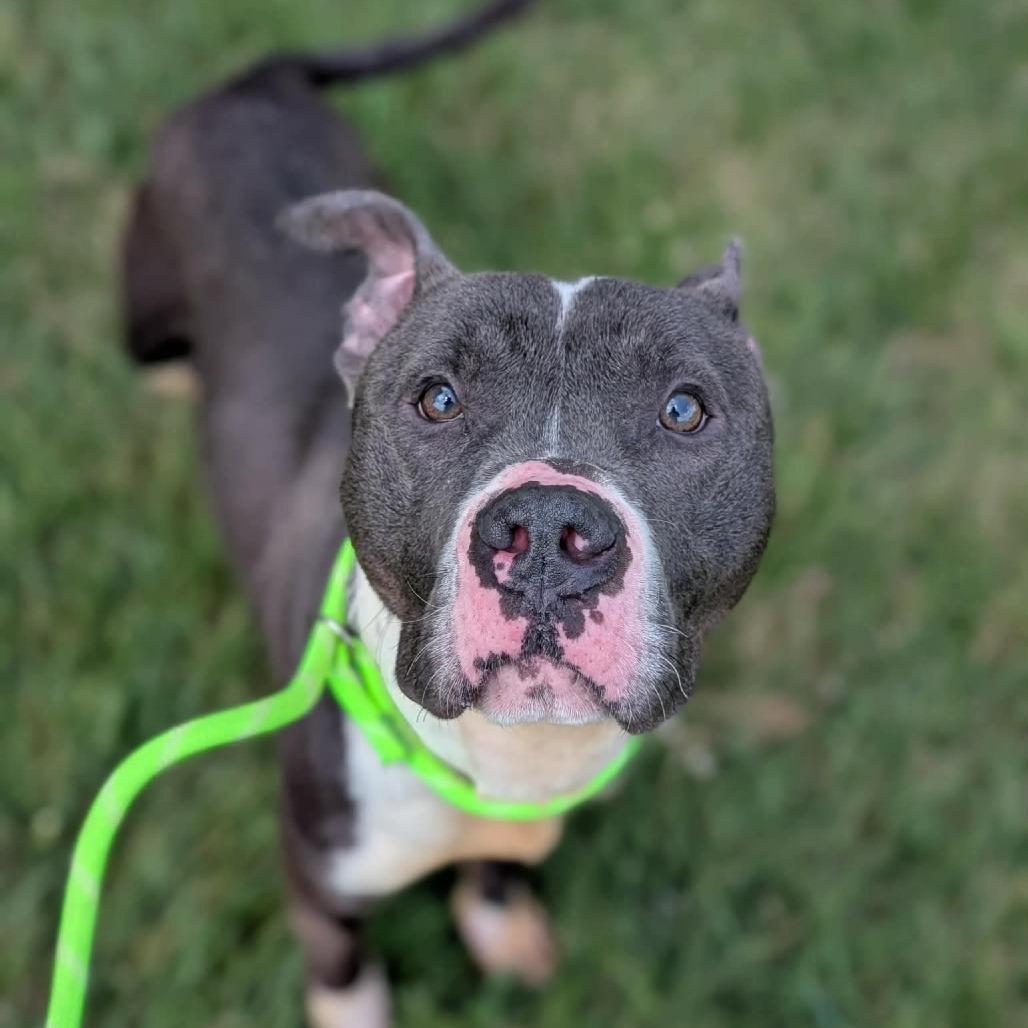 Mickey, Adoptable, Adult Male Pit Bull Terrier.
