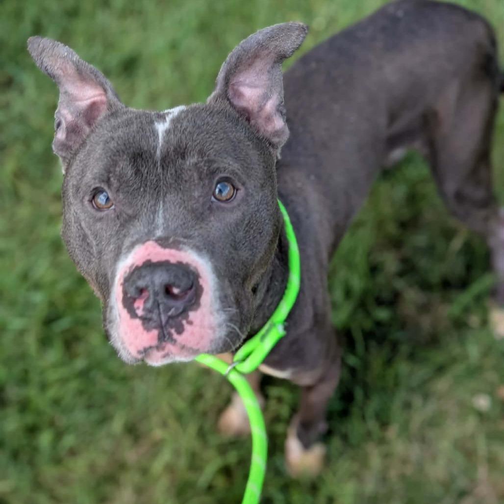 Mickey, a Adoptable Pit Bull Terrier in Cedar Rapids, IA image 2/2