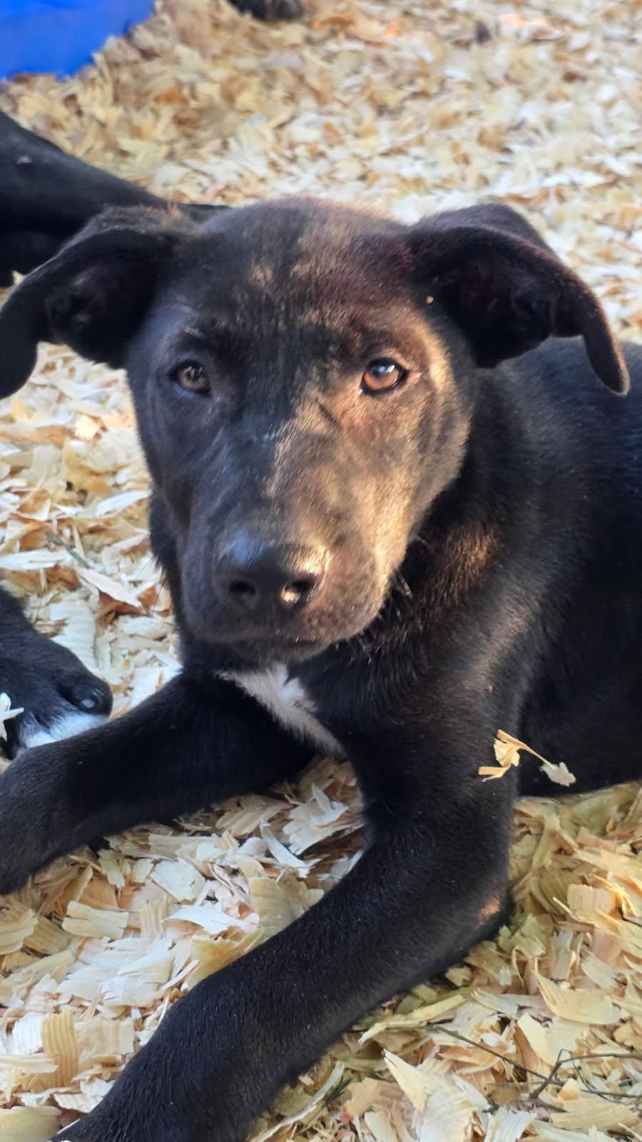 Enlarge Tex , a Adoptable mixed breed in Rock Hill, NY image 1/1