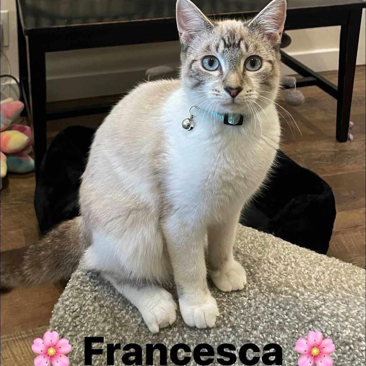 Francesca photo