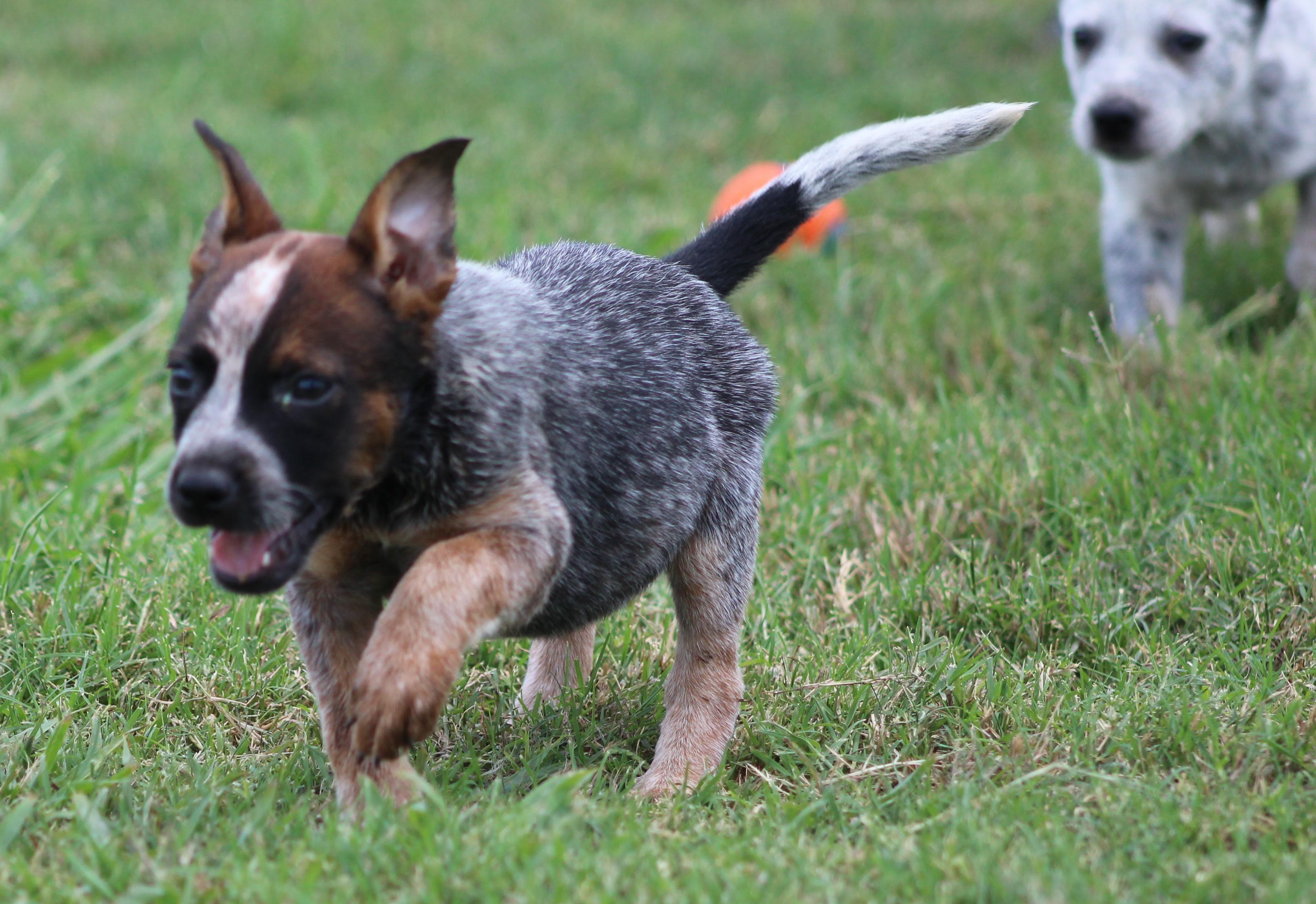 Sally, a ADOPTABLE Australian Cattle Dog / Blue Heeler in Temple, TX image 4/5