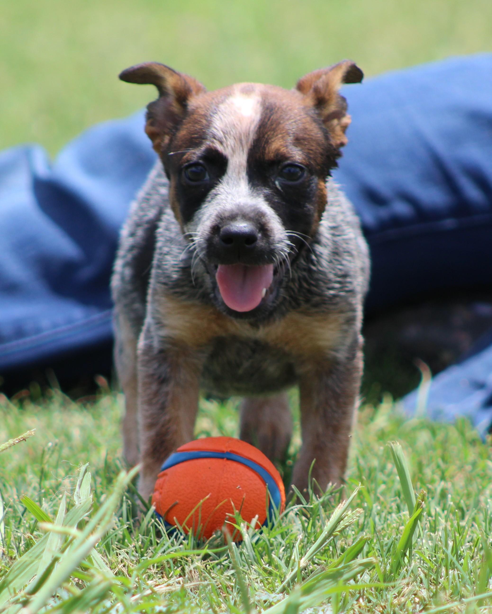 Sally, a ADOPTABLE Australian Cattle Dog / Blue Heeler in Temple, TX image 1/5