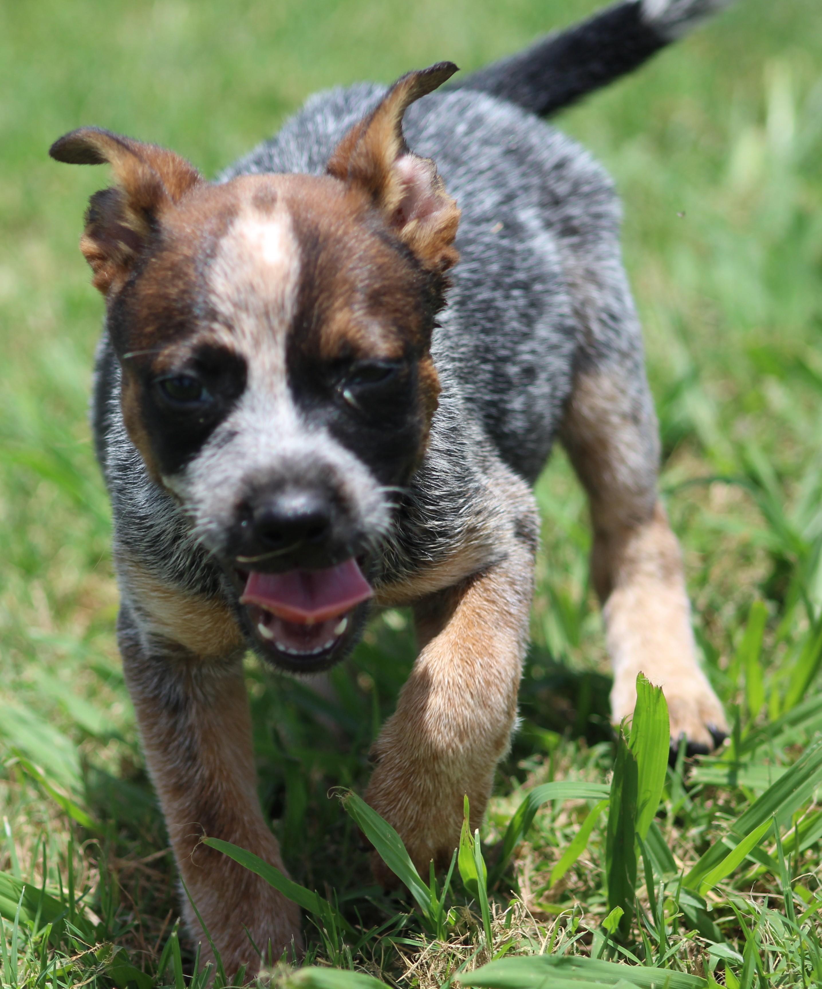Sally, a ADOPTABLE Australian Cattle Dog / Blue Heeler in Temple, TX image 5/5
