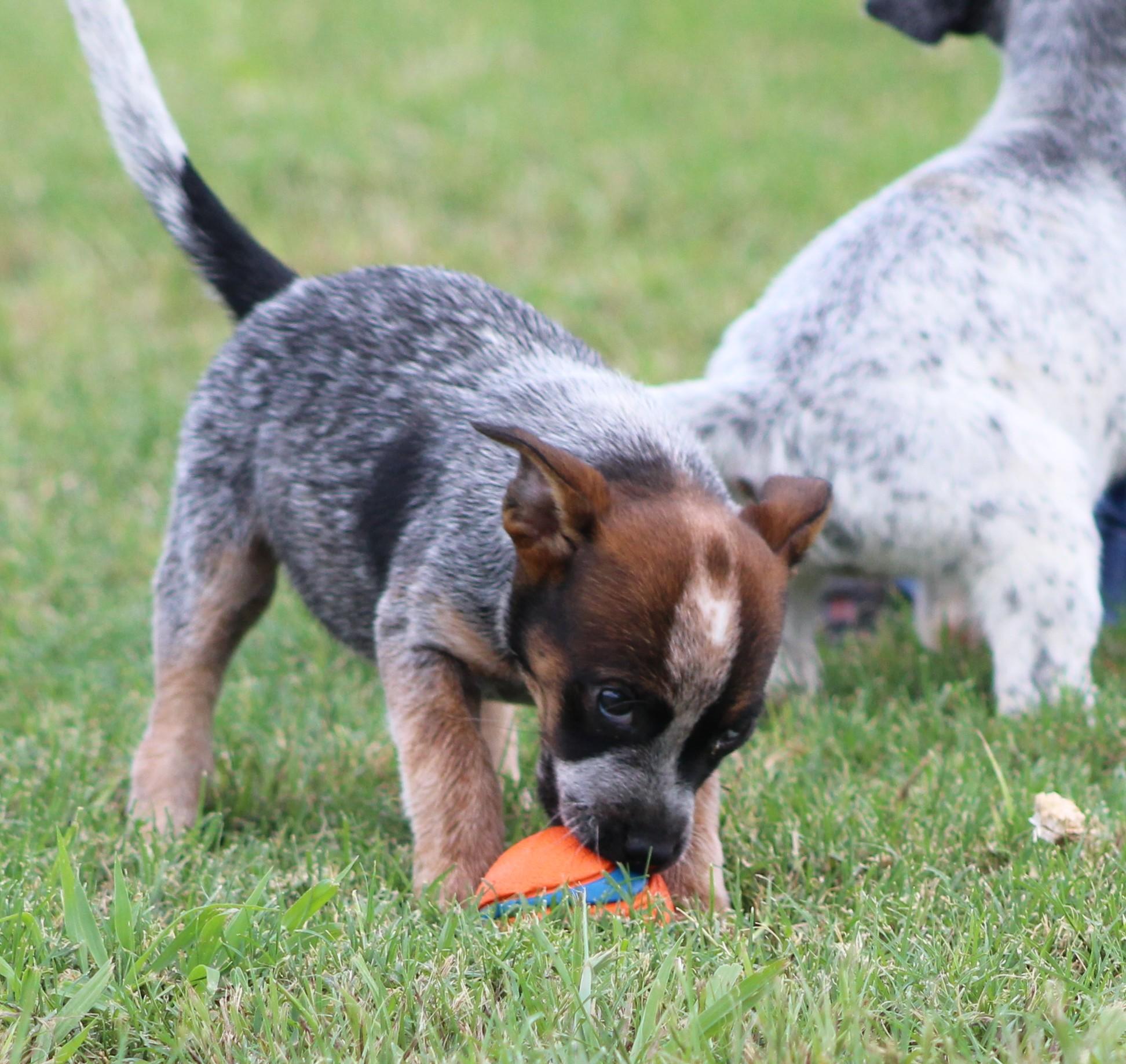 Sally, a ADOPTABLE Australian Cattle Dog / Blue Heeler in Temple, TX image 3/5