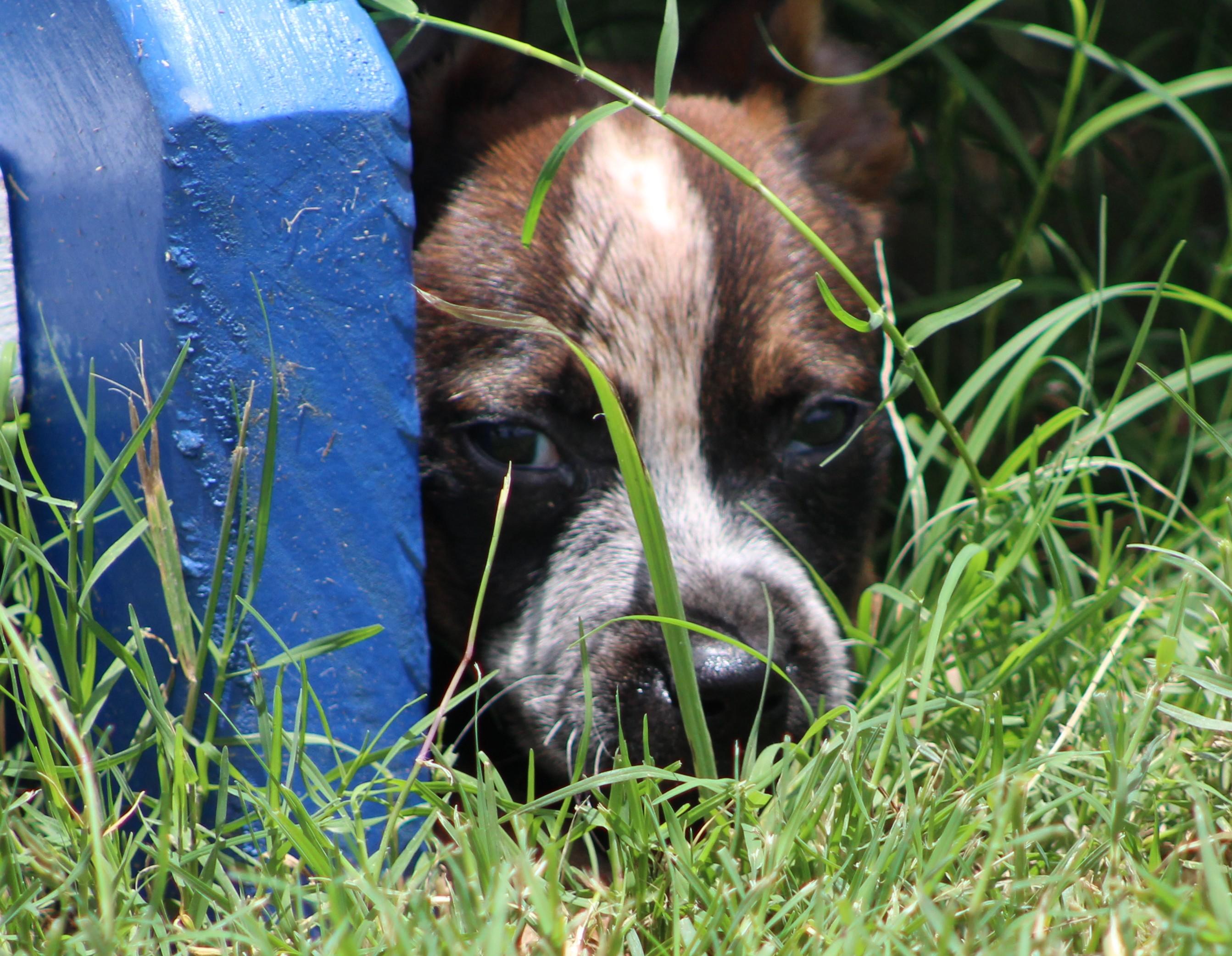 Sally, a ADOPTABLE Australian Cattle Dog / Blue Heeler in Temple, TX image 2/5